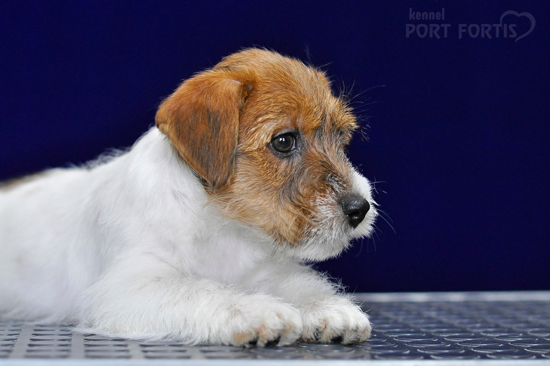 питомник порт фортис, kennel port fortis, джек рассел терьер, питомник джек рассел терьеров, kennel Jack russell terrier, щенки джек рассел терьера, купить щенка