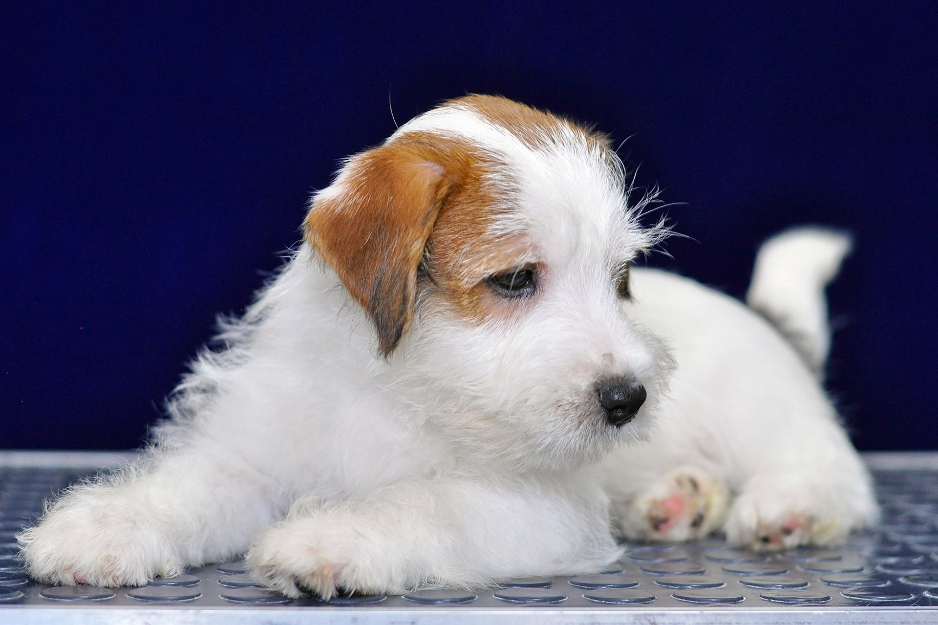 2026 Litter G male 2. Щенки джек рассел терьера, питомник РКФ, питомник джек рассел терьеров, питомник Порт Фортис, kennel PORT FORTIS