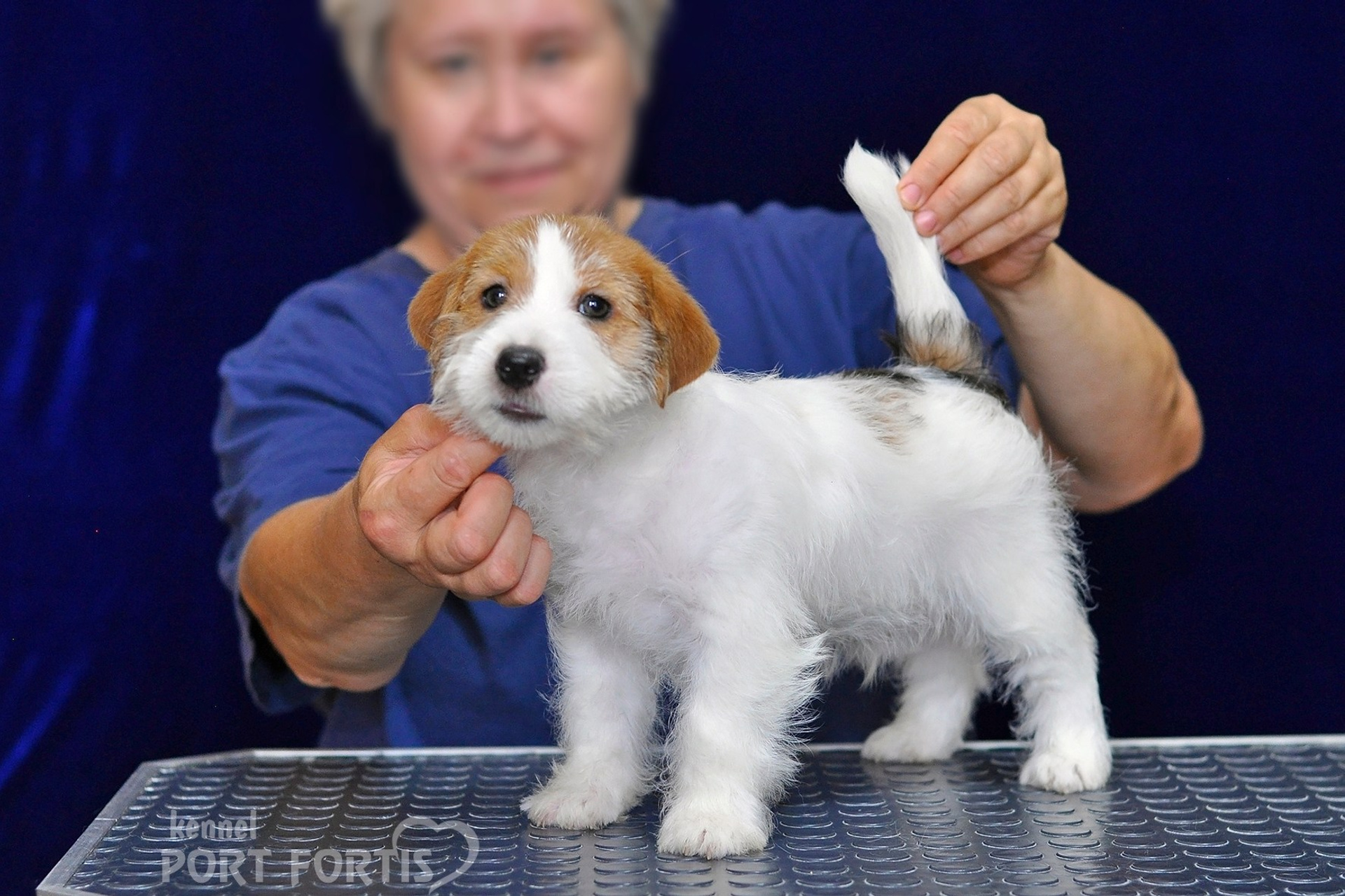 2026 Litter G male 1. Щенки джек рассел терьера, питомник РКФ, питомник джек рассел терьеров, питомник Порт Фортис, kennel PORT FORTIS