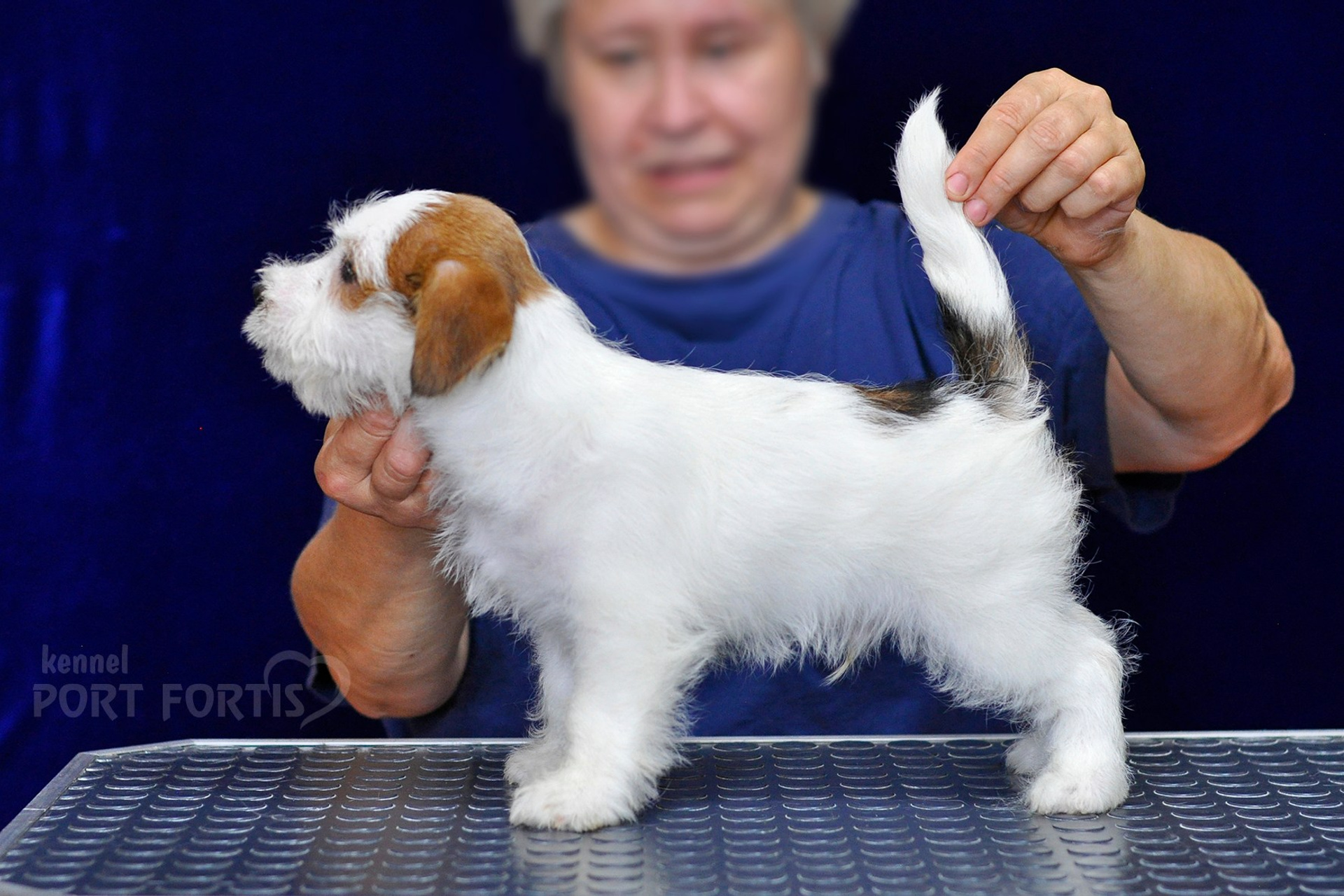 2026 Litter G male 2. Щенки джек рассел терьера, питомник РКФ, питомник джек рассел терьеров, питомник Порт Фортис, kennel PORT FORTIS