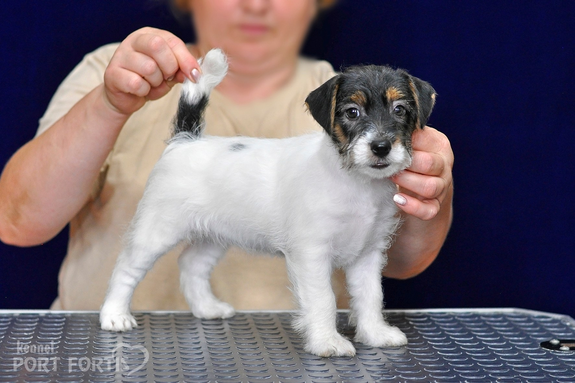 2026 Litter G female 3. Щенки джек рассел терьера, питомник РКФ, питомник джек рассел терьеров, питомник Порт Фортис, kennel PORT FORTIS