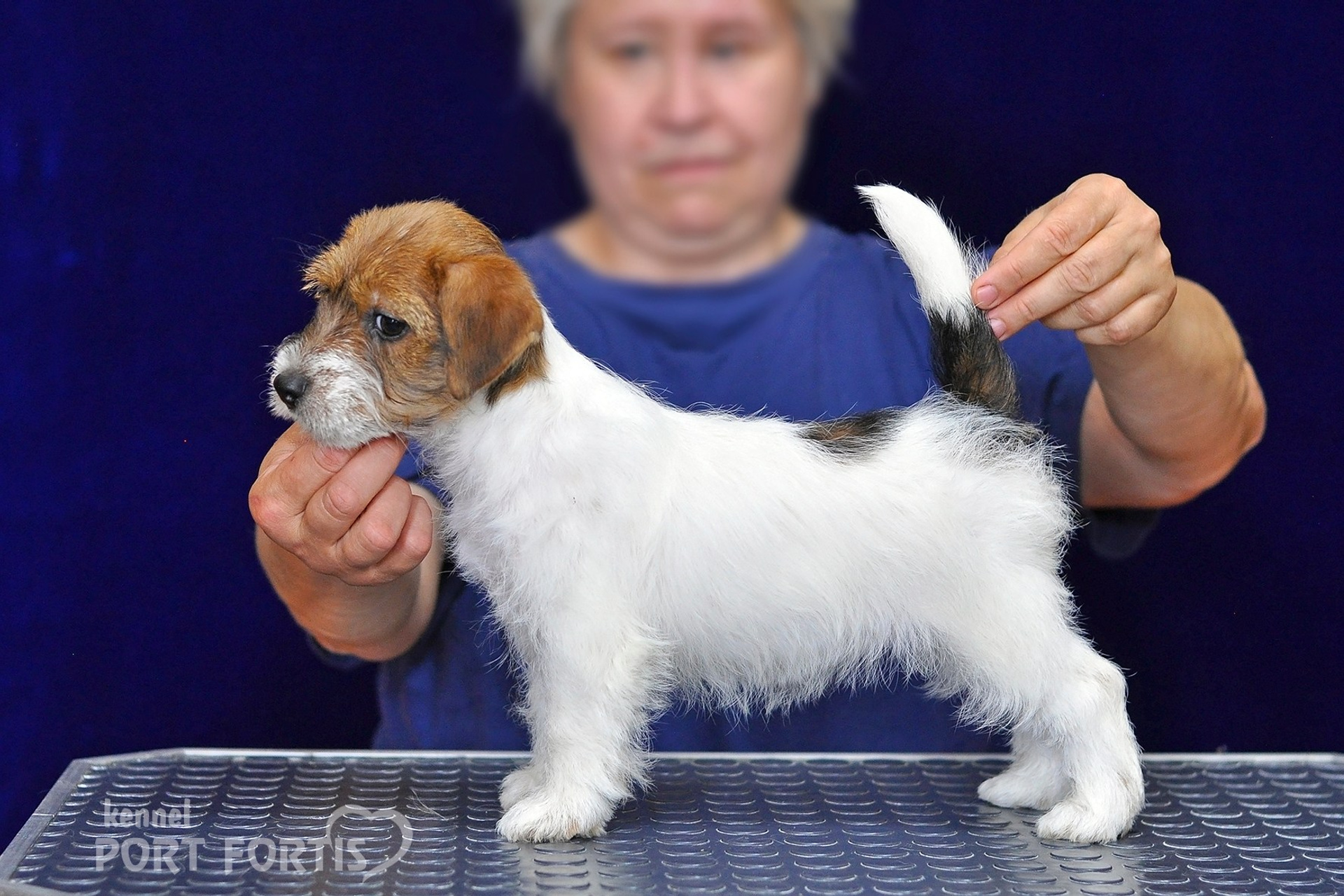 питомник порт фортис, kennel port fortis, джек рассел терьер, питомник джек рассел терьеров, kennel Jack russell terrier, щенки джек рассел терьера, купить щенка