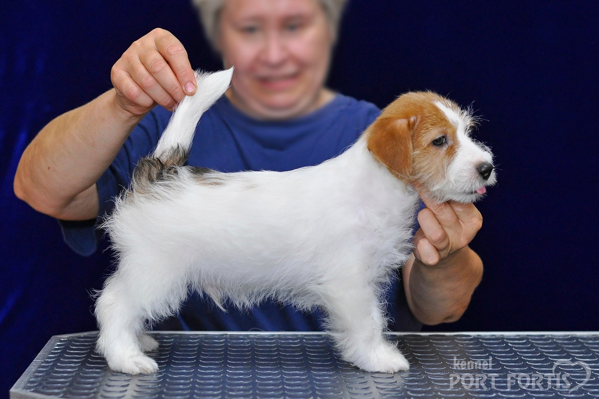 2026 Litter G male 1. Щенки джек рассел терьера, питомник РКФ, питомник джек рассел терьеров, питомник Порт Фортис, kennel PORT FORTIS