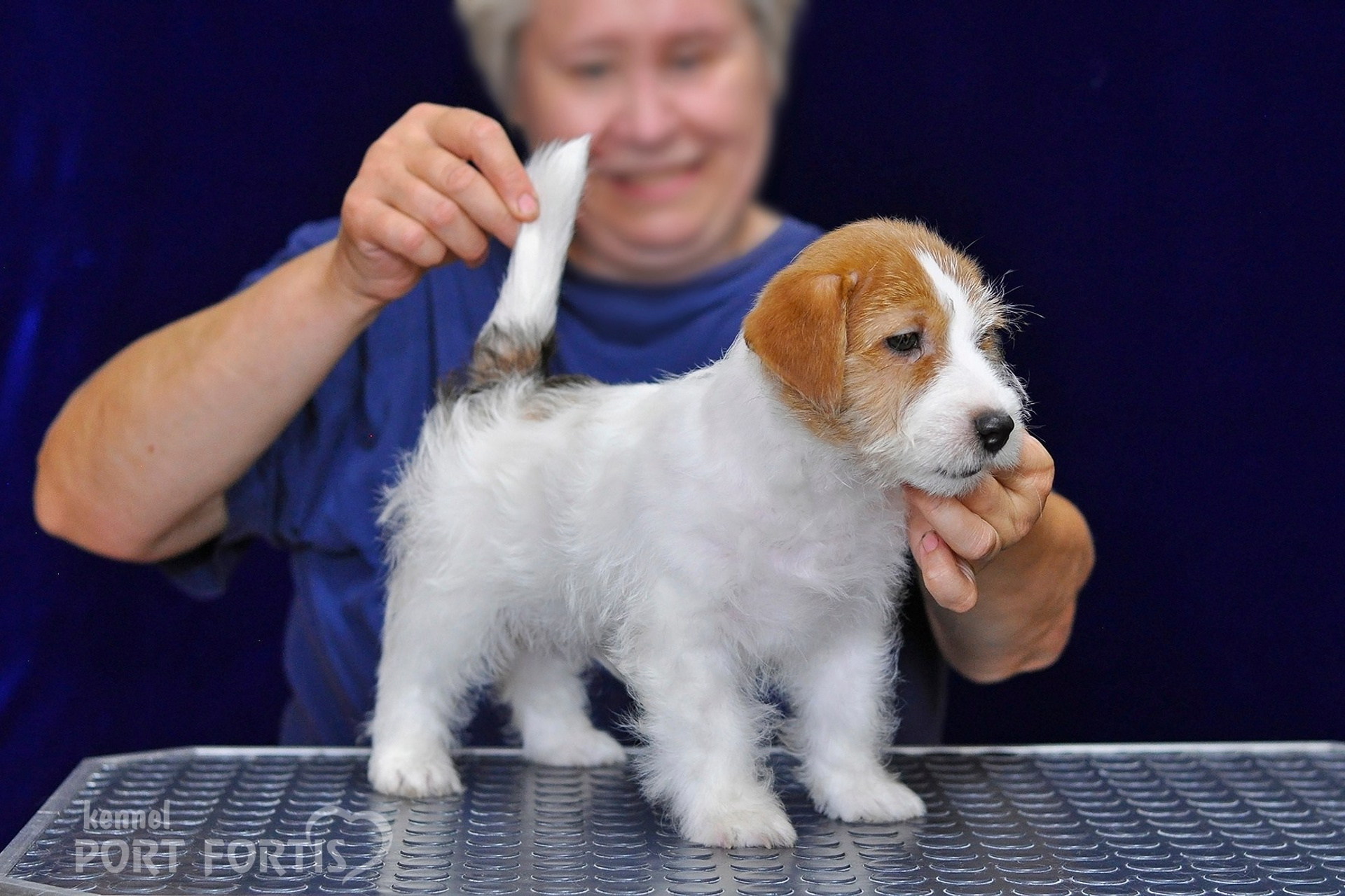2026 Litter G male 1. Щенки джек рассел терьера, питомник РКФ, питомник джек рассел терьеров, питомник Порт Фортис, kennel PORT FORTIS