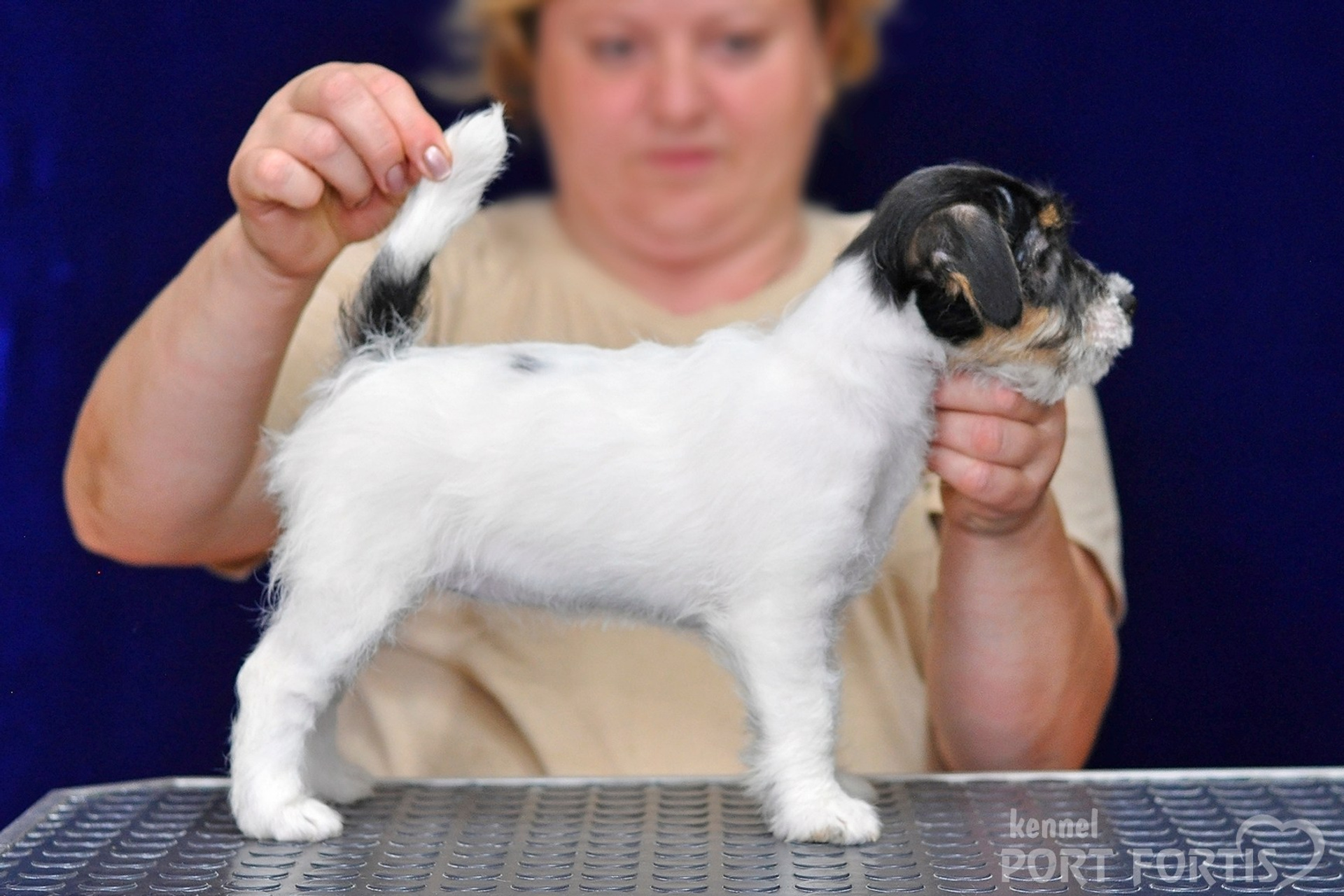 2026 Litter G female 3. Щенки джек рассел терьера, питомник РКФ, питомник джек рассел терьеров, питомник Порт Фортис, kennel PORT FORTIS