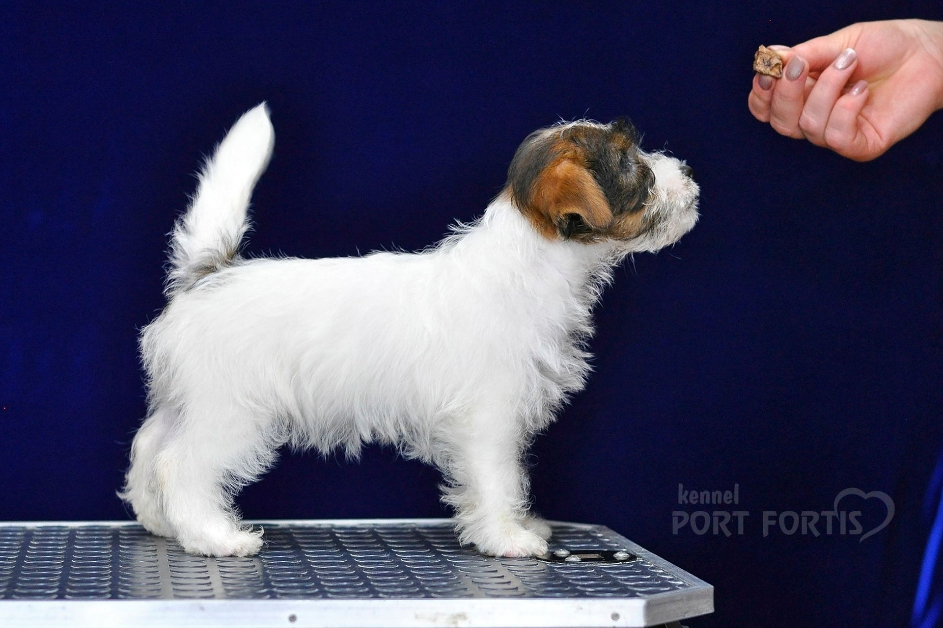 2026 Litter G female 2. Щенки джек рассел терьера, питомник РКФ, питомник джек рассел терьеров, питомник Порт Фортис, kennel PORT FORTIS