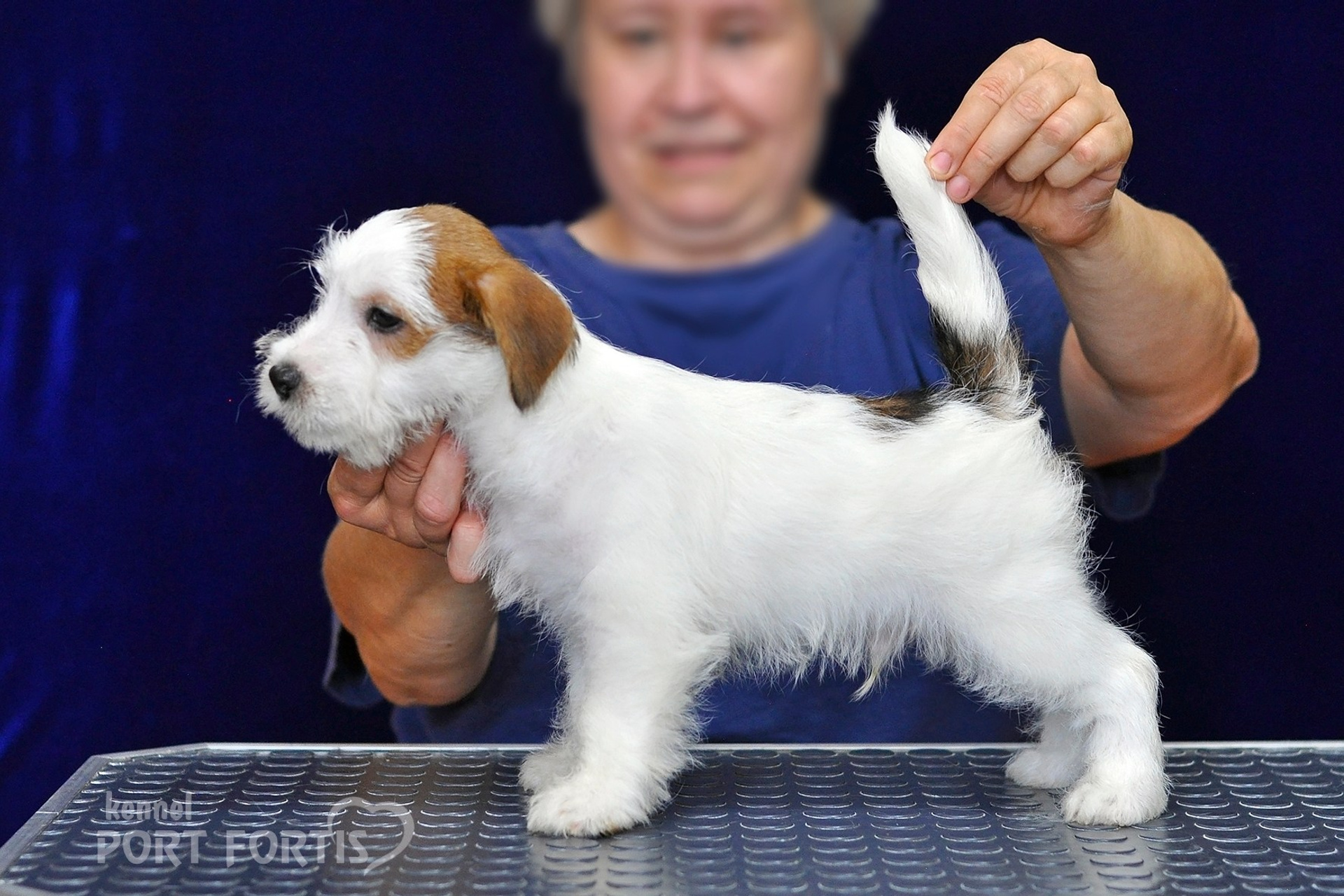 2026 Litter G male 2. Щенки джек рассел терьера, питомник РКФ, питомник джек рассел терьеров, питомник Порт Фортис, kennel PORT FORTIS