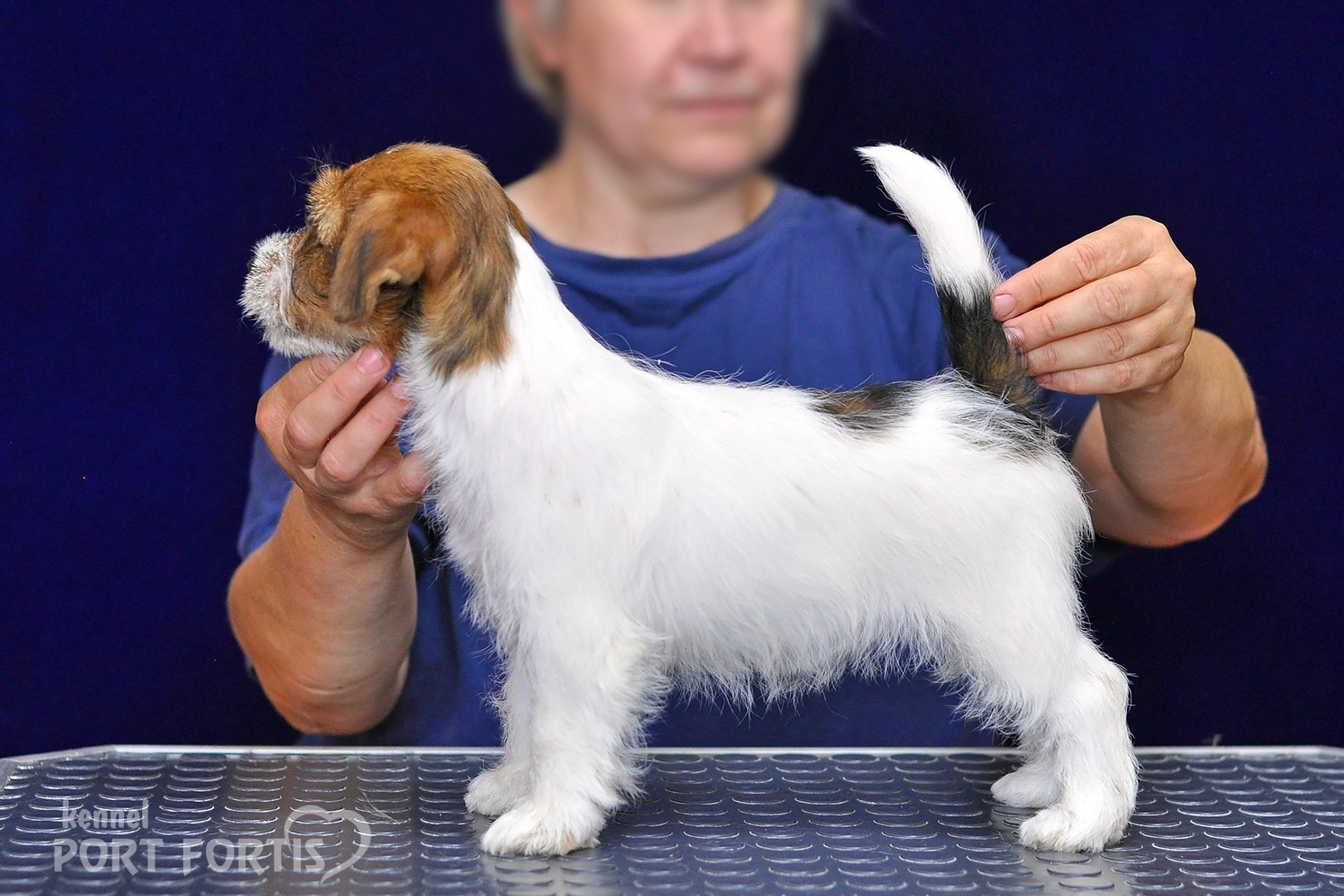питомник порт фортис, kennel port fortis, джек рассел терьер, питомник джек рассел терьеров, kennel Jack russell terrier, щенки джек рассел терьера, купить щенка