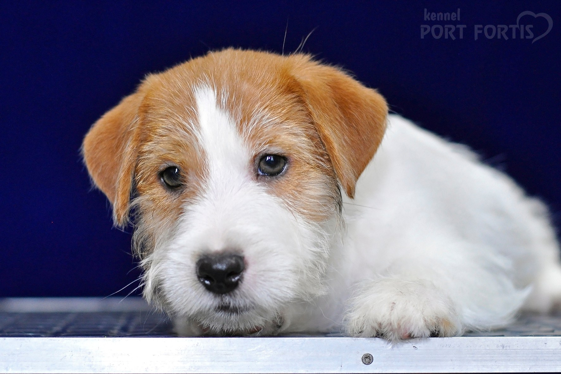 2026 Litter G male 1. Щенки джек рассел терьера, питомник РКФ, питомник джек рассел терьеров, питомник Порт Фортис, kennel PORT FORTIS