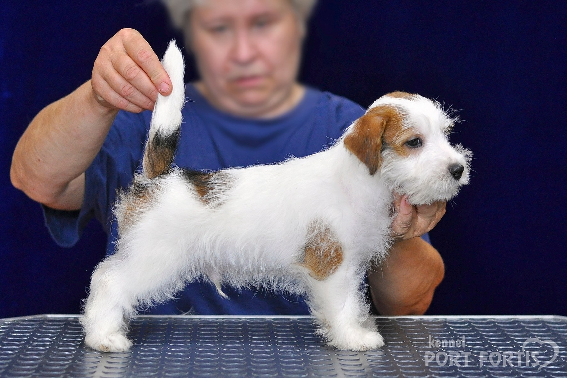 2026 Litter G male 2. Щенки джек рассел терьера, питомник РКФ, питомник джек рассел терьеров, питомник Порт Фортис, kennel PORT FORTIS
