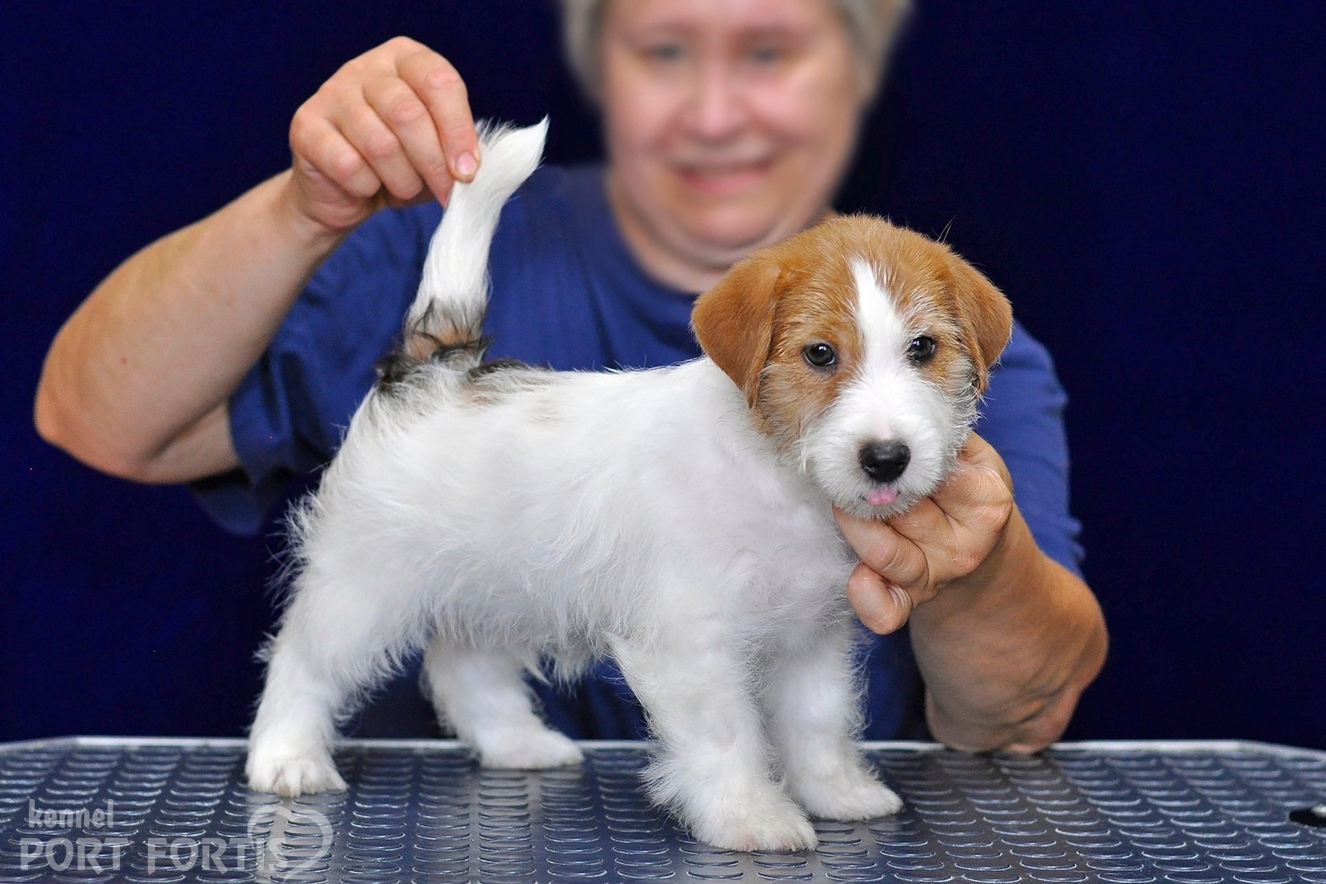 2026 Litter G male 1. Щенки джек рассел терьера, питомник РКФ, питомник джек рассел терьеров, питомник Порт Фортис, kennel PORT FORTIS