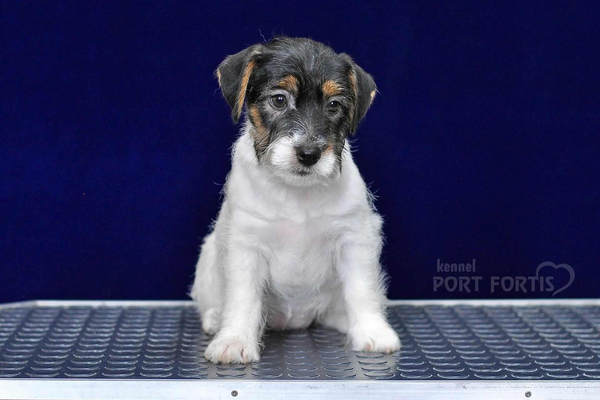 2026 Litter G female 3. Щенки джек рассел терьера, питомник РКФ, питомник джек рассел терьеров, питомник Порт Фортис, kennel PORT FORTIS