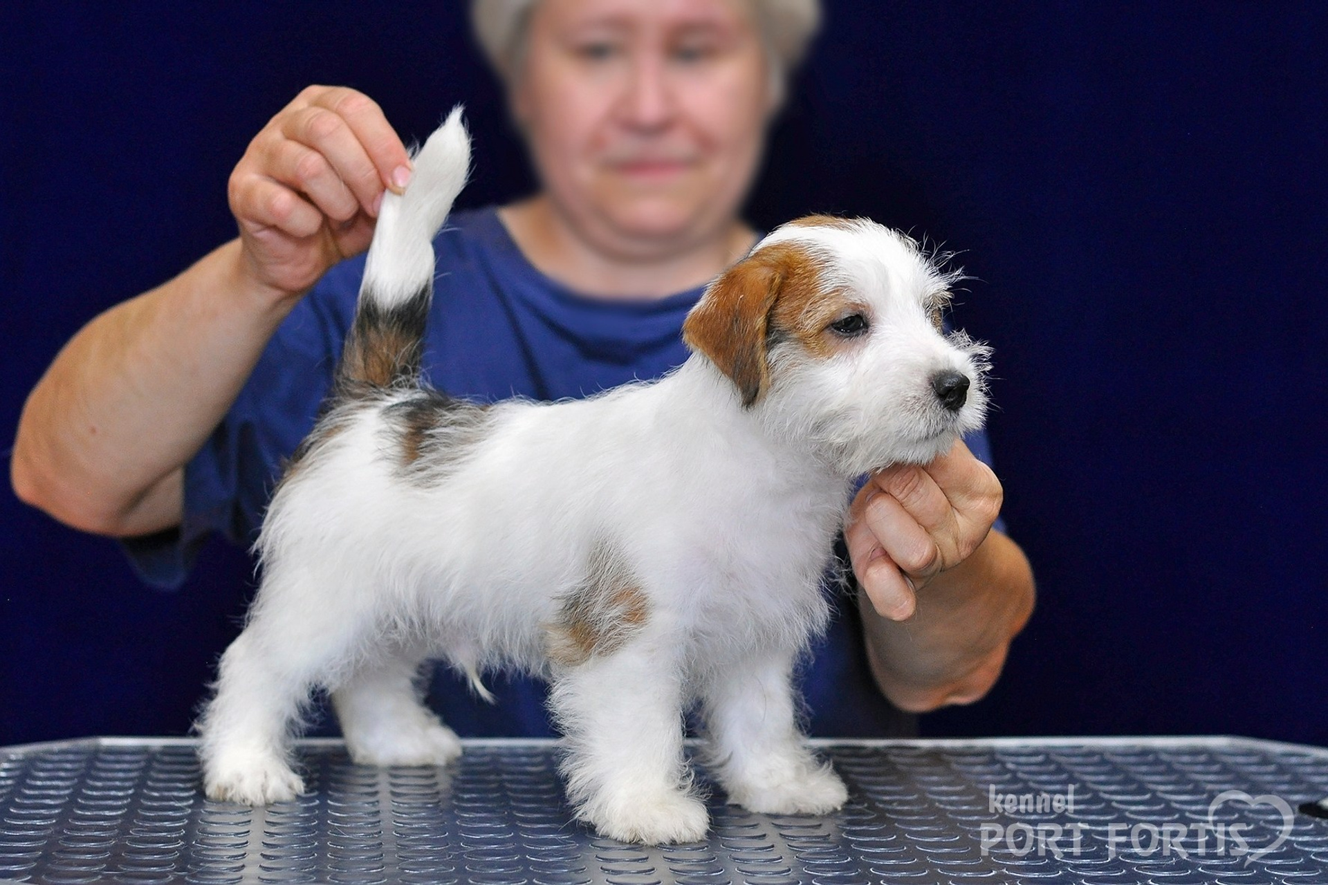 2026 Litter G male 2. Щенки джек рассел терьера, питомник РКФ, питомник джек рассел терьеров, питомник Порт Фортис, kennel PORT FORTIS