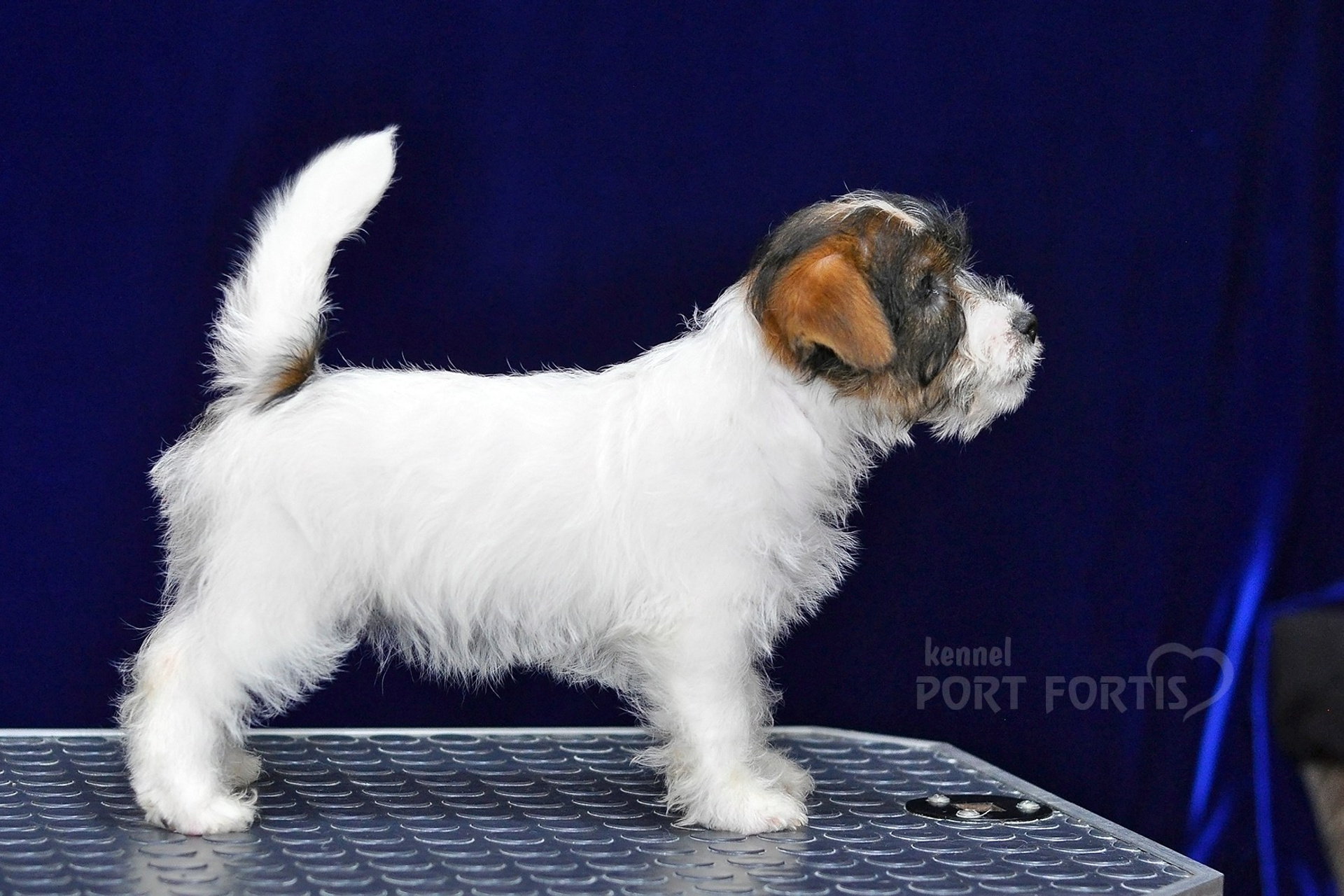 2026 Litter G female 2. Щенки джек рассел терьера, питомник РКФ, питомник джек рассел терьеров, питомник Порт Фортис, kennel PORT FORTIS