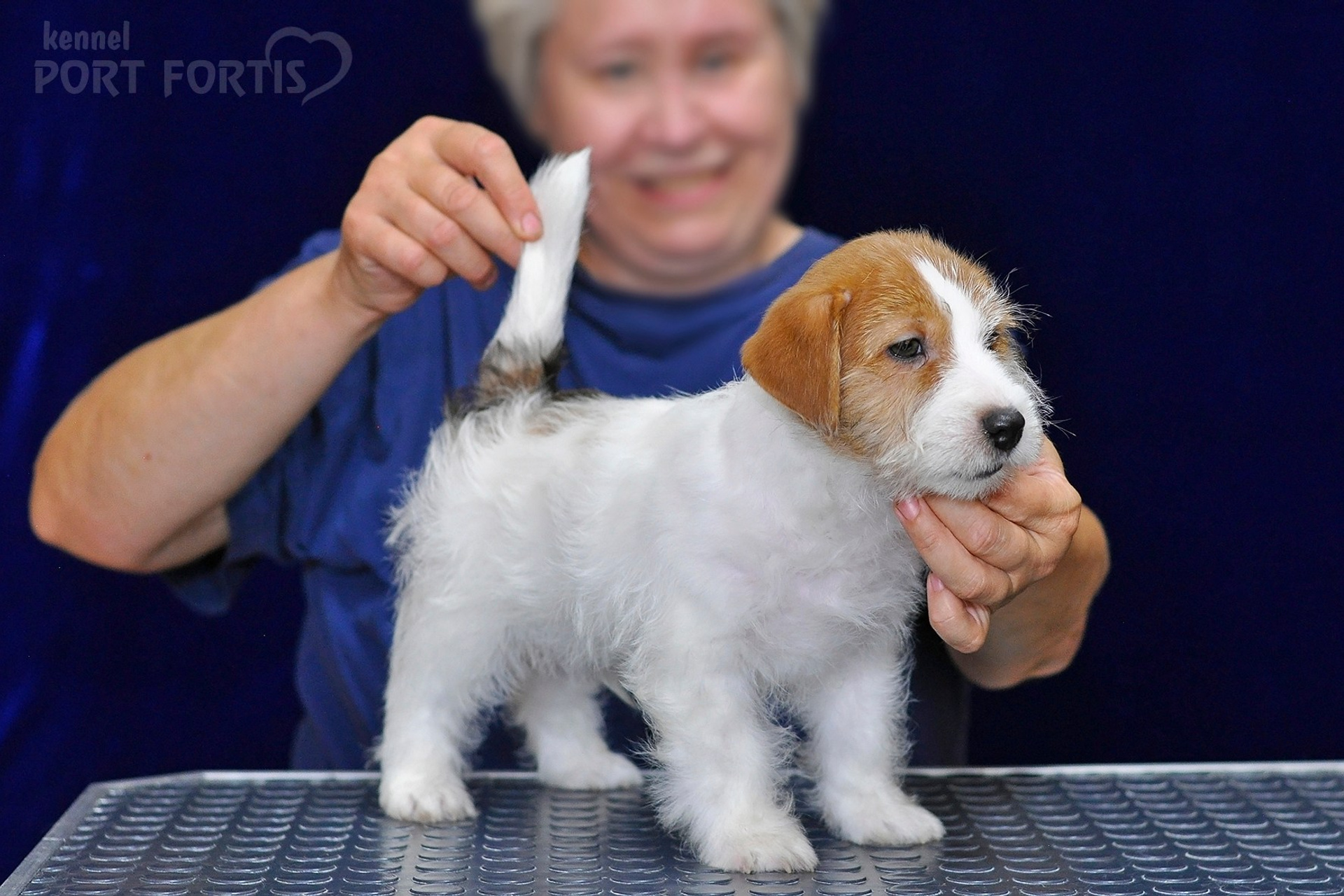 2026 Litter G male 1. Щенки джек рассел терьера, питомник РКФ, питомник джек рассел терьеров, питомник Порт Фортис, kennel PORT FORTIS