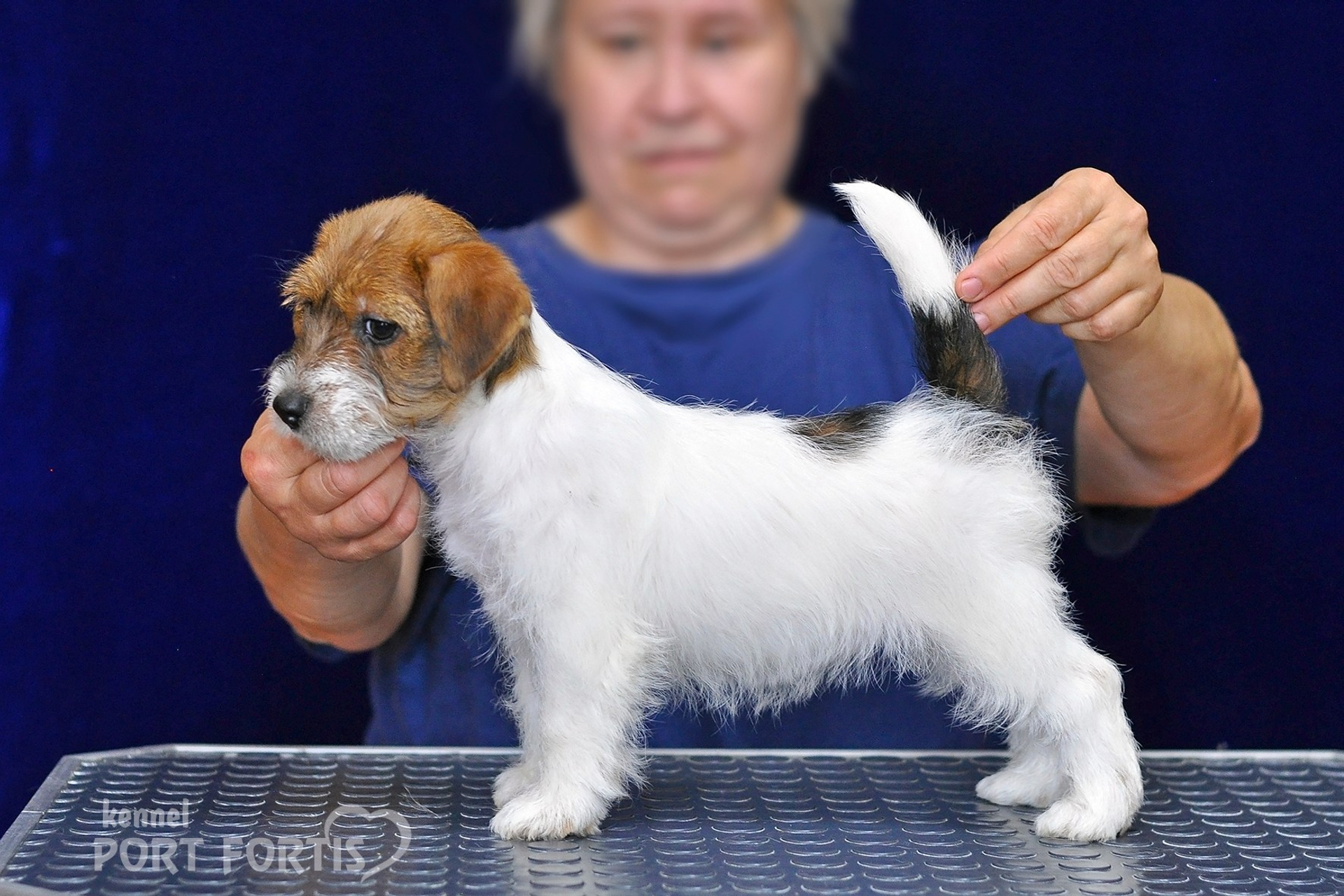 питомник порт фортис, kennel port fortis, джек рассел терьер, питомник джек рассел терьеров, kennel Jack russell terrier, щенки джек рассел терьера, купить щенка