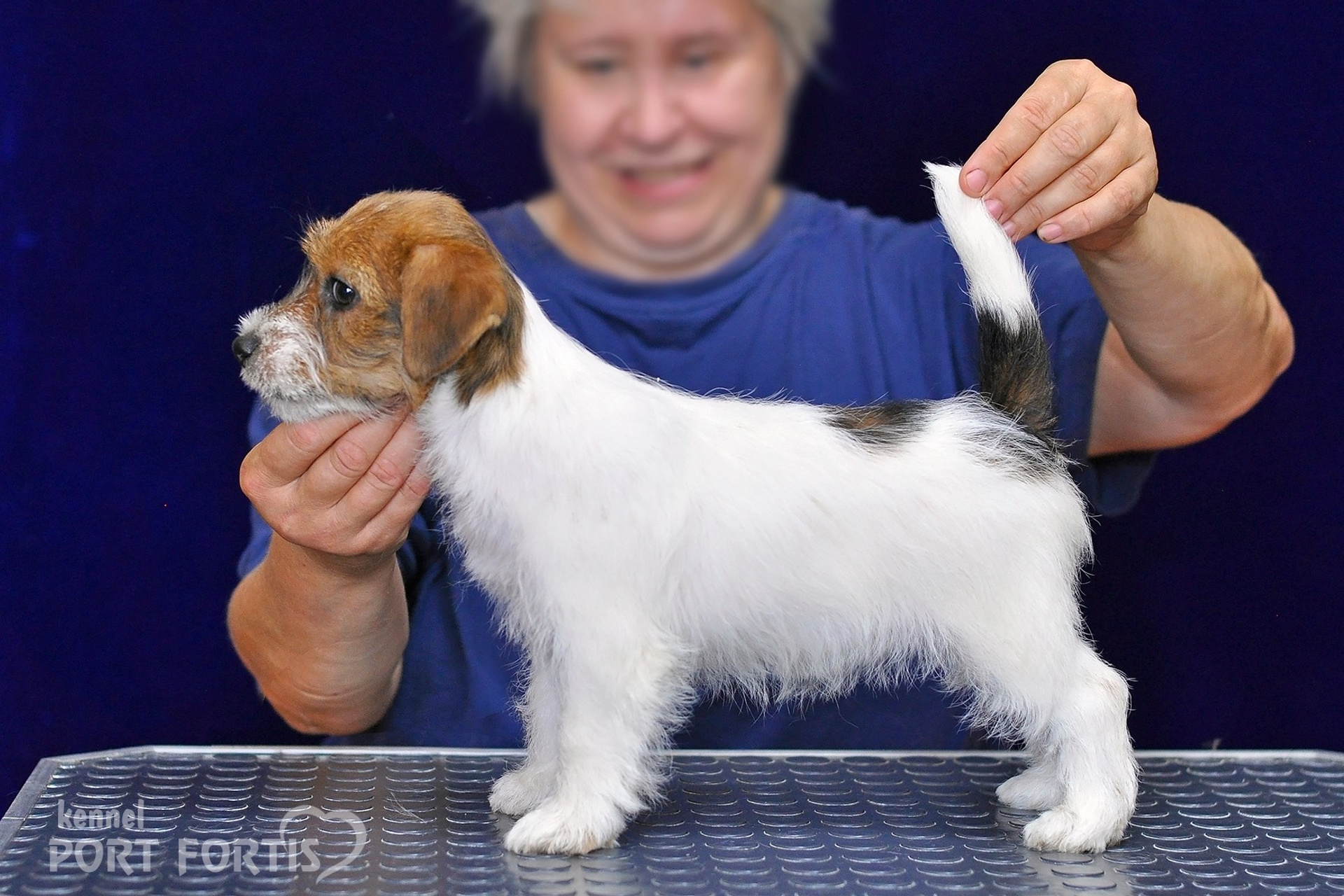 питомник порт фортис, kennel port fortis, джек рассел терьер, питомник джек рассел терьеров, kennel Jack russell terrier, щенки джек рассел терьера, купить щенка
