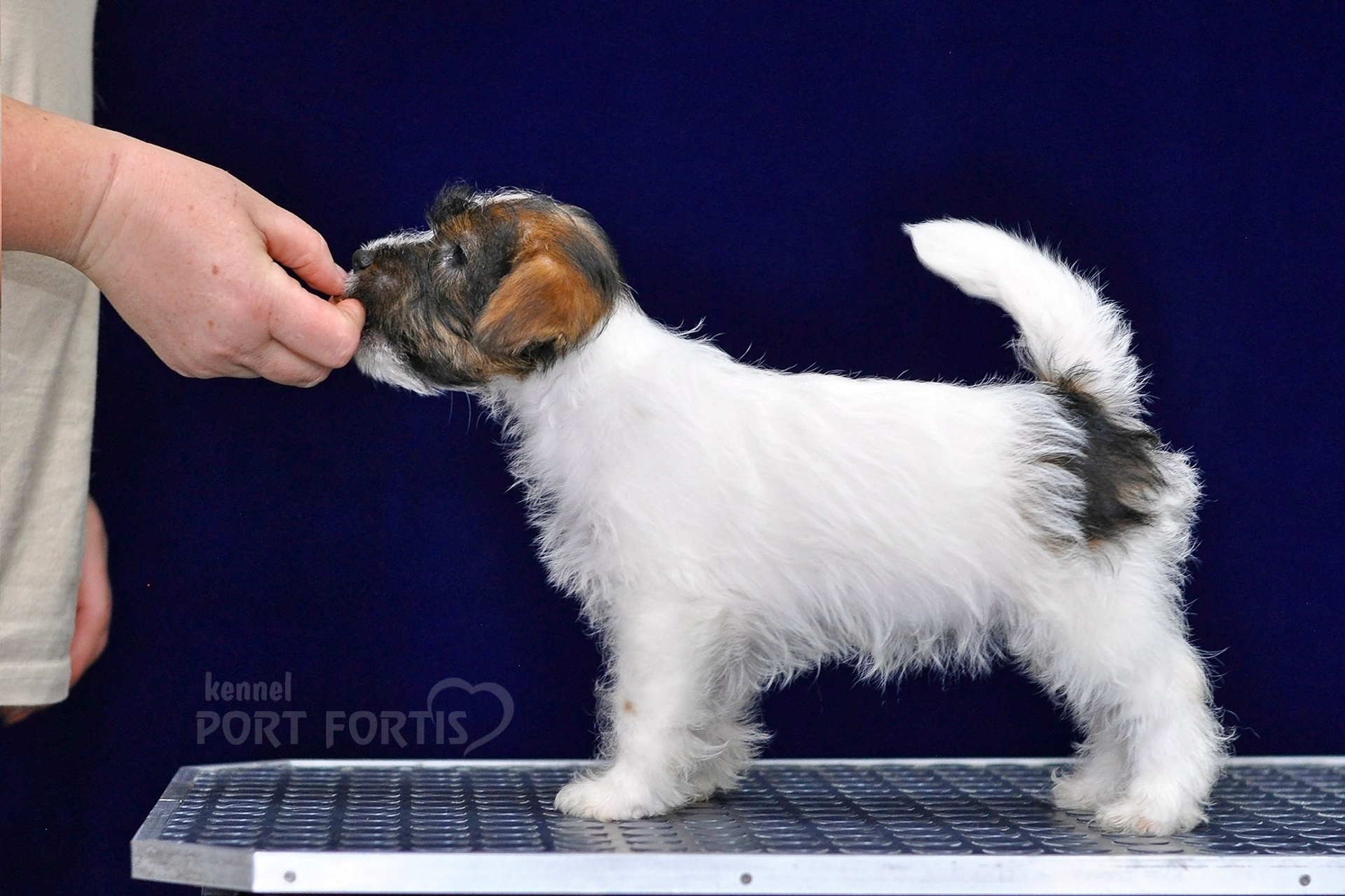 2026 Litter G female 2. Щенки джек рассел терьера, питомник РКФ, питомник джек рассел терьеров, питомник Порт Фортис, kennel PORT FORTIS