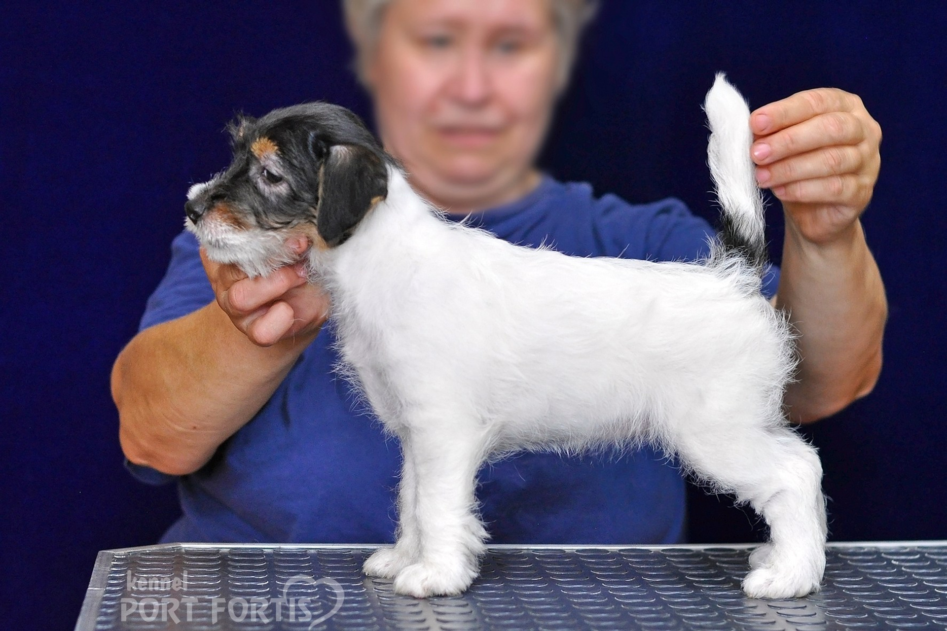 2026 Litter G female 3. Щенки джек рассел терьера, питомник РКФ, питомник джек рассел терьеров, питомник Порт Фортис, kennel PORT FORTIS