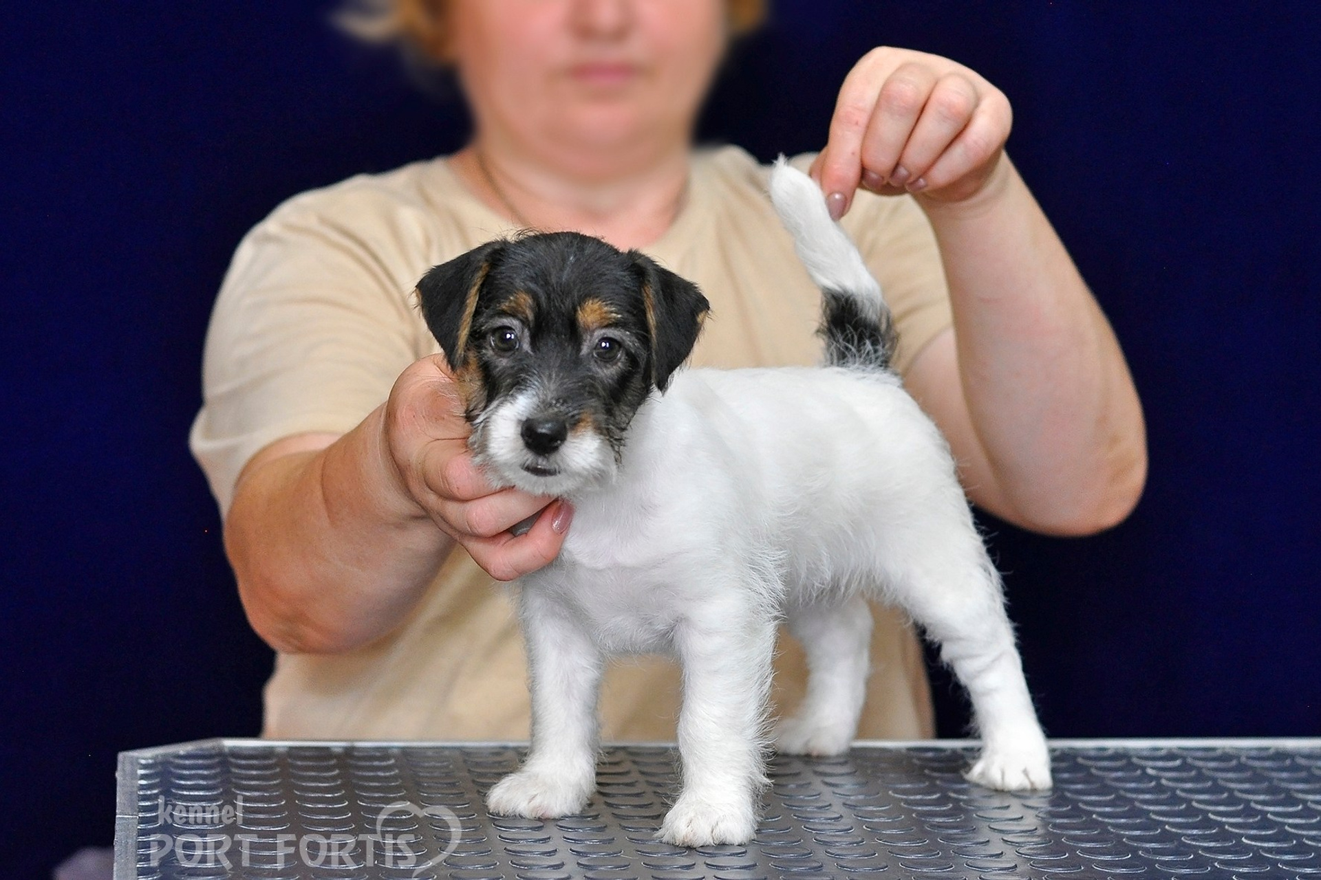 2026 Litter G female 3. Щенки джек рассел терьера, питомник РКФ, питомник джек рассел терьеров, питомник Порт Фортис, kennel PORT FORTIS