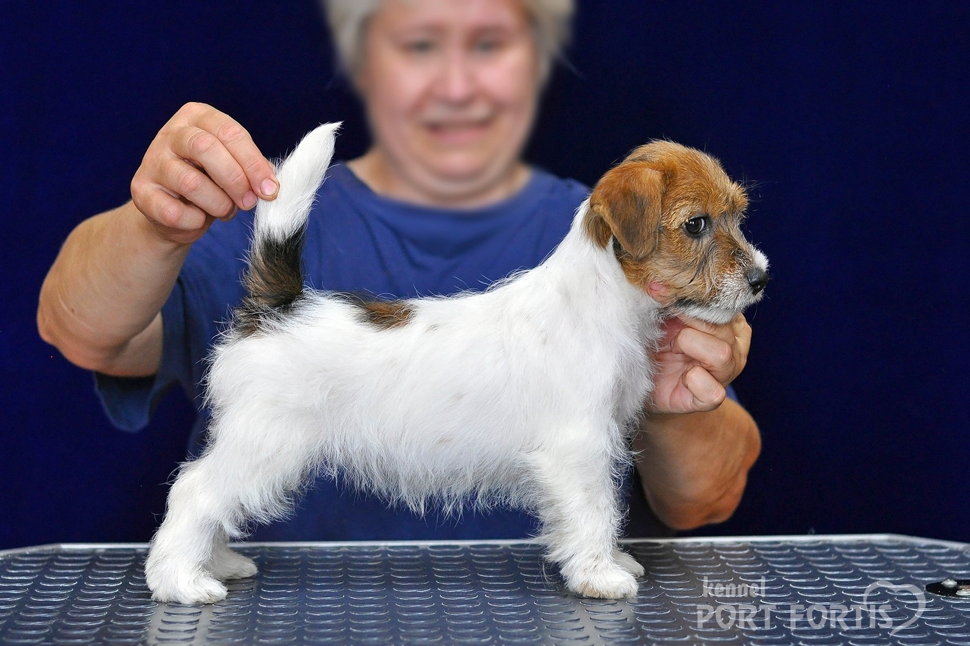 питомник порт фортис, kennel port fortis, джек рассел терьер, питомник джек рассел терьеров, kennel Jack russell terrier, щенки джек рассел терьера, купить щенка