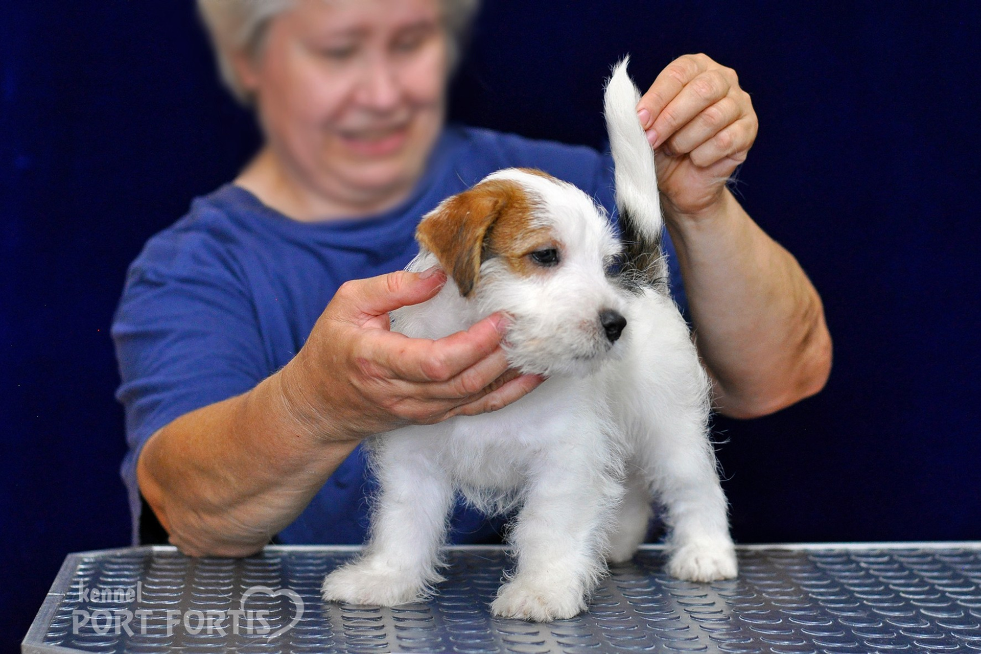2026 Litter G male 2. Щенки джек рассел терьера, питомник РКФ, питомник джек рассел терьеров, питомник Порт Фортис, kennel PORT FORTIS