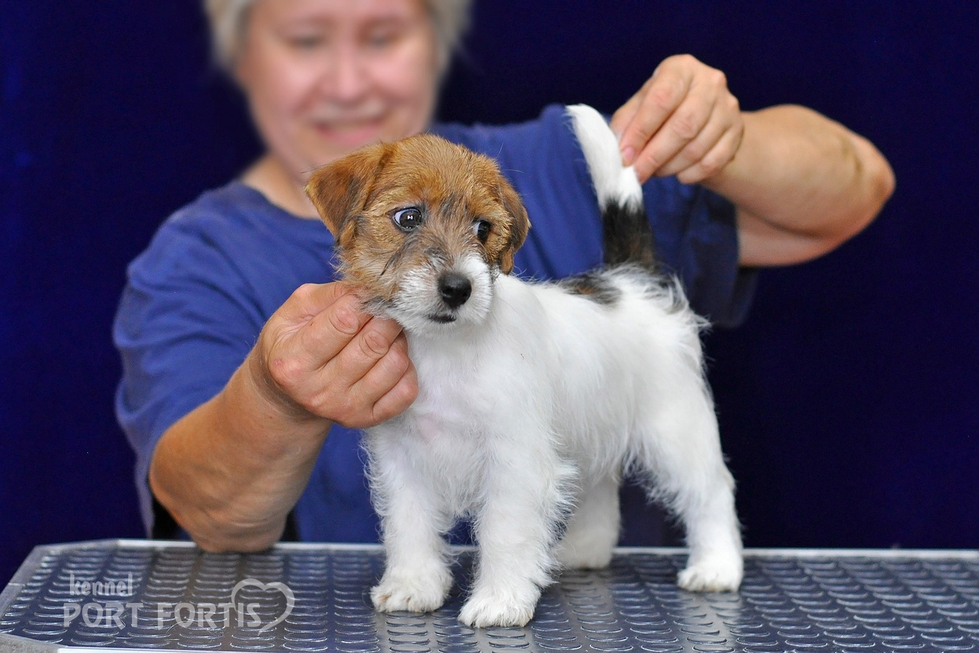 питомник порт фортис, kennel port fortis, джек рассел терьер, питомник джек рассел терьеров, kennel Jack russell terrier, щенки джек рассел терьера, купить щенка