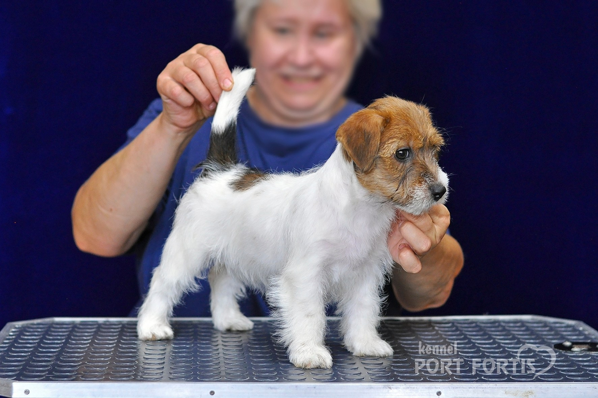 питомник порт фортис, kennel port fortis, джек рассел терьер, питомник джек рассел терьеров, kennel Jack russell terrier, щенки джек рассел терьера, купить щенка