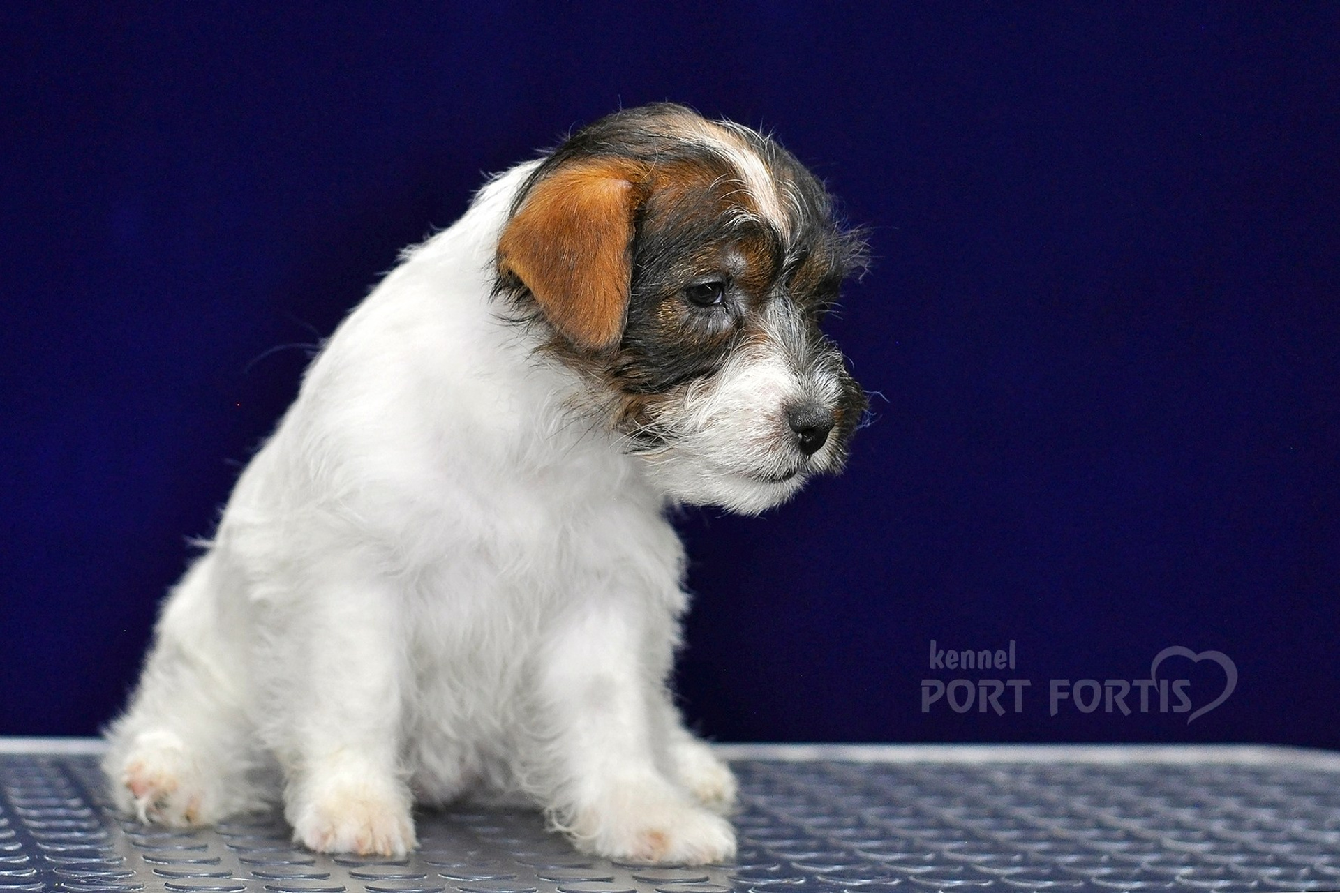 2026 Litter G female 2. Щенки джек рассел терьера, питомник РКФ, питомник джек рассел терьеров, питомник Порт Фортис, kennel PORT FORTIS
