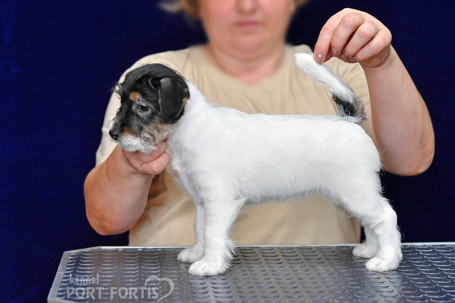 2026 Litter G female 3. Щенки джек рассел терьера, питомник РКФ, питомник джек рассел терьеров, питомник Порт Фортис, kennel PORT FORTIS