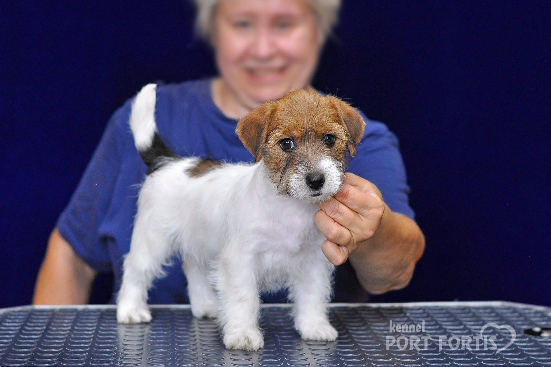 питомник порт фортис, kennel port fortis, джек рассел терьер, питомник джек рассел терьеров, kennel Jack russell terrier, щенки джек рассел терьера, купить щенка