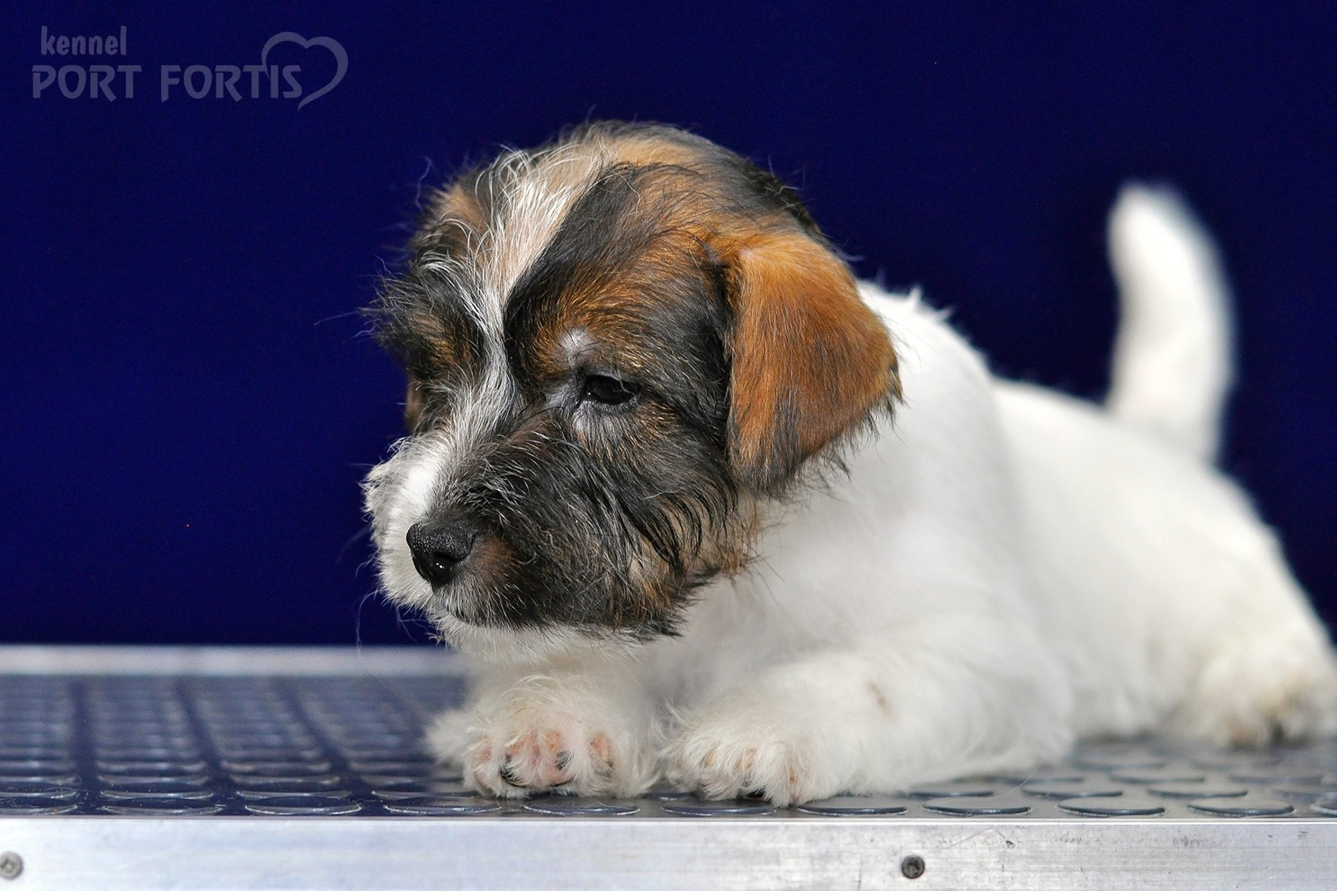 2026 Litter G female 2. Щенки джек рассел терьера, питомник РКФ, питомник джек рассел терьеров, питомник Порт Фортис, kennel PORT FORTIS