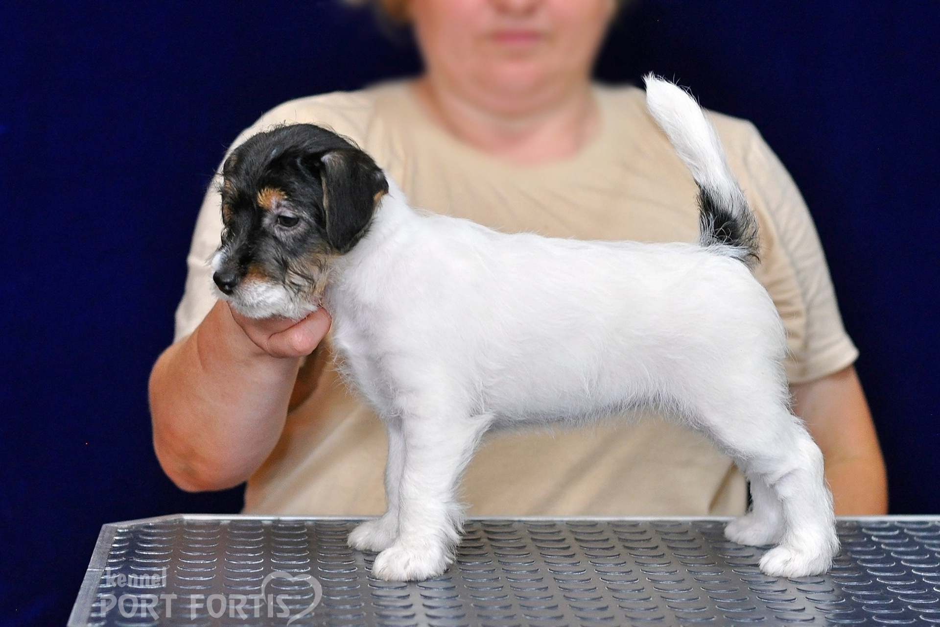 2026 Litter G female 3. Щенки джек рассел терьера, питомник РКФ, питомник джек рассел терьеров, питомник Порт Фортис, kennel PORT FORTIS