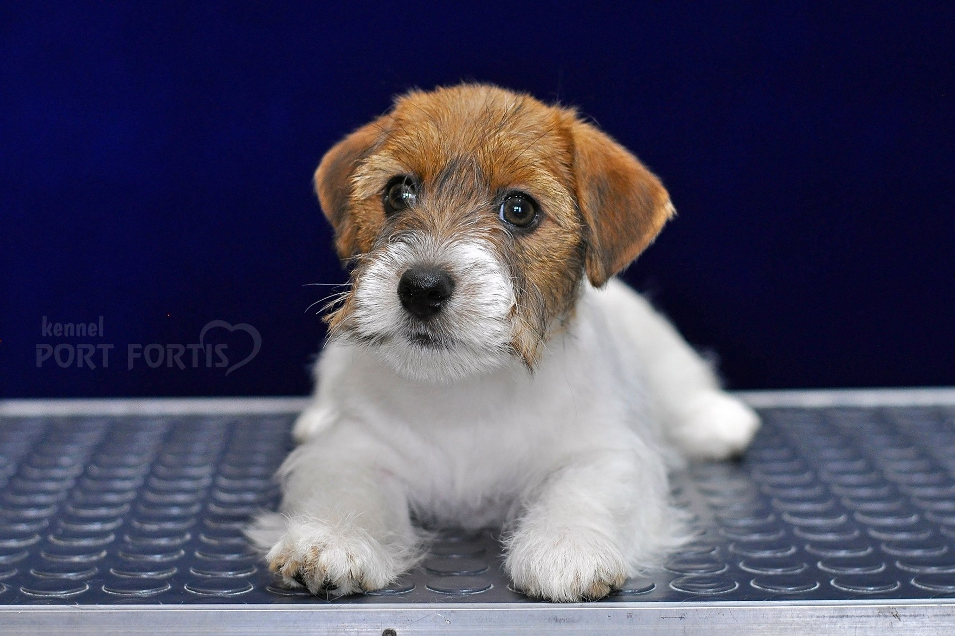 питомник порт фортис, kennel port fortis, джек рассел терьер, питомник джек рассел терьеров, kennel Jack russell terrier, щенки джек рассел терьера, купить щенка
