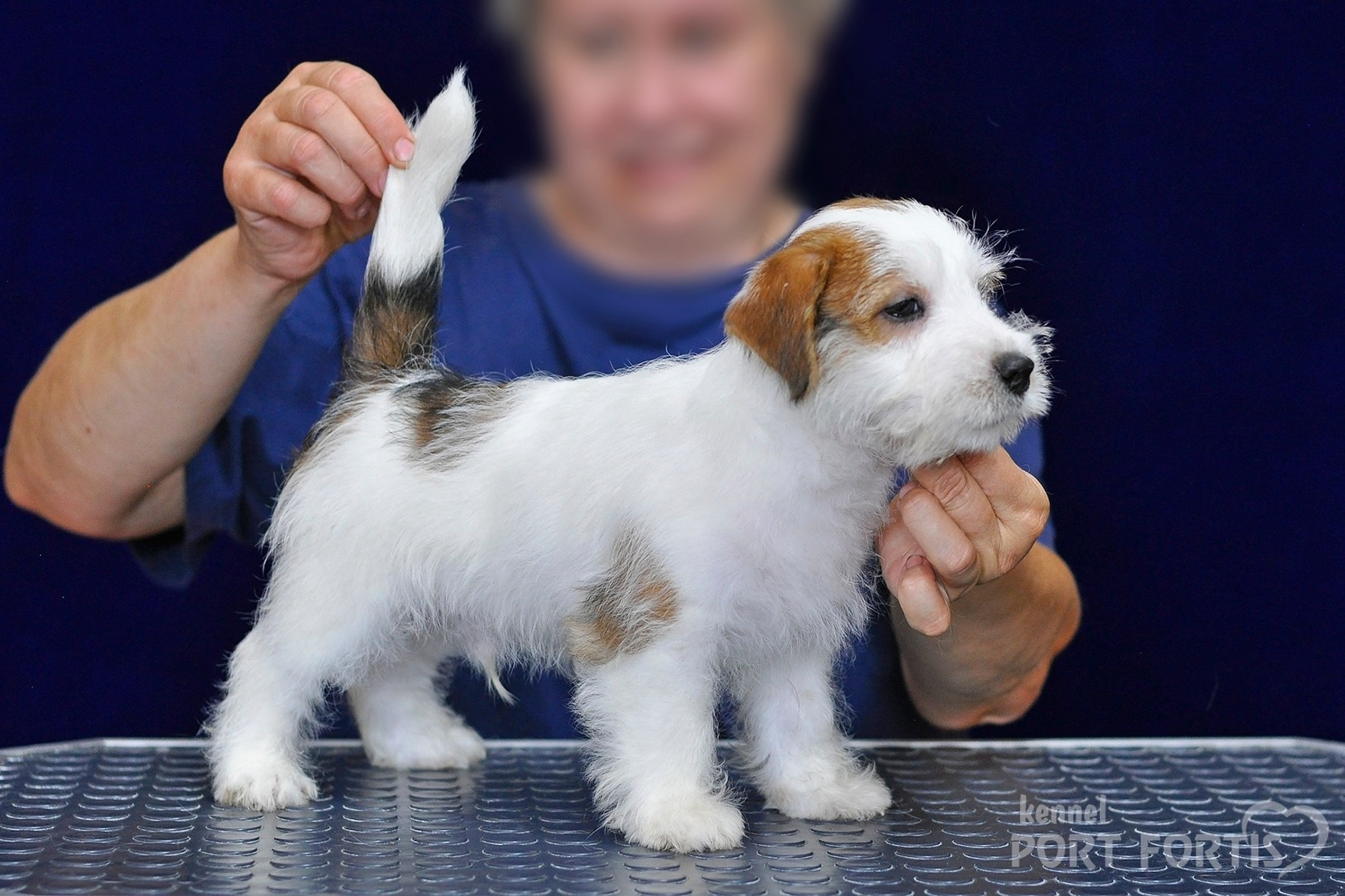 2026 Litter G male 2. Щенки джек рассел терьера, питомник РКФ, питомник джек рассел терьеров, питомник Порт Фортис, kennel PORT FORTIS
