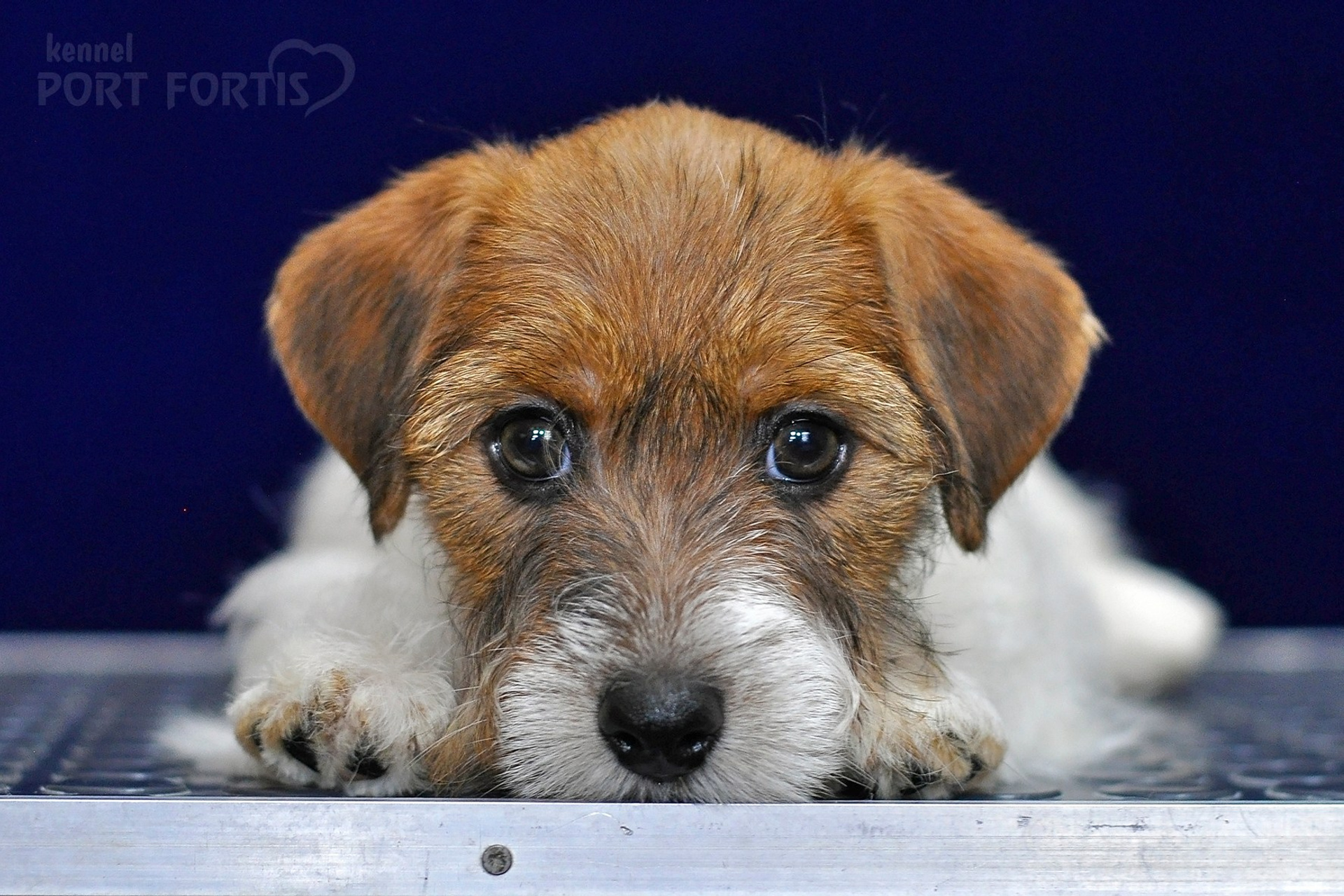 питомник порт фортис, kennel port fortis, джек рассел терьер, питомник джек рассел терьеров, kennel Jack russell terrier, щенки джек рассел терьера, купить щенка