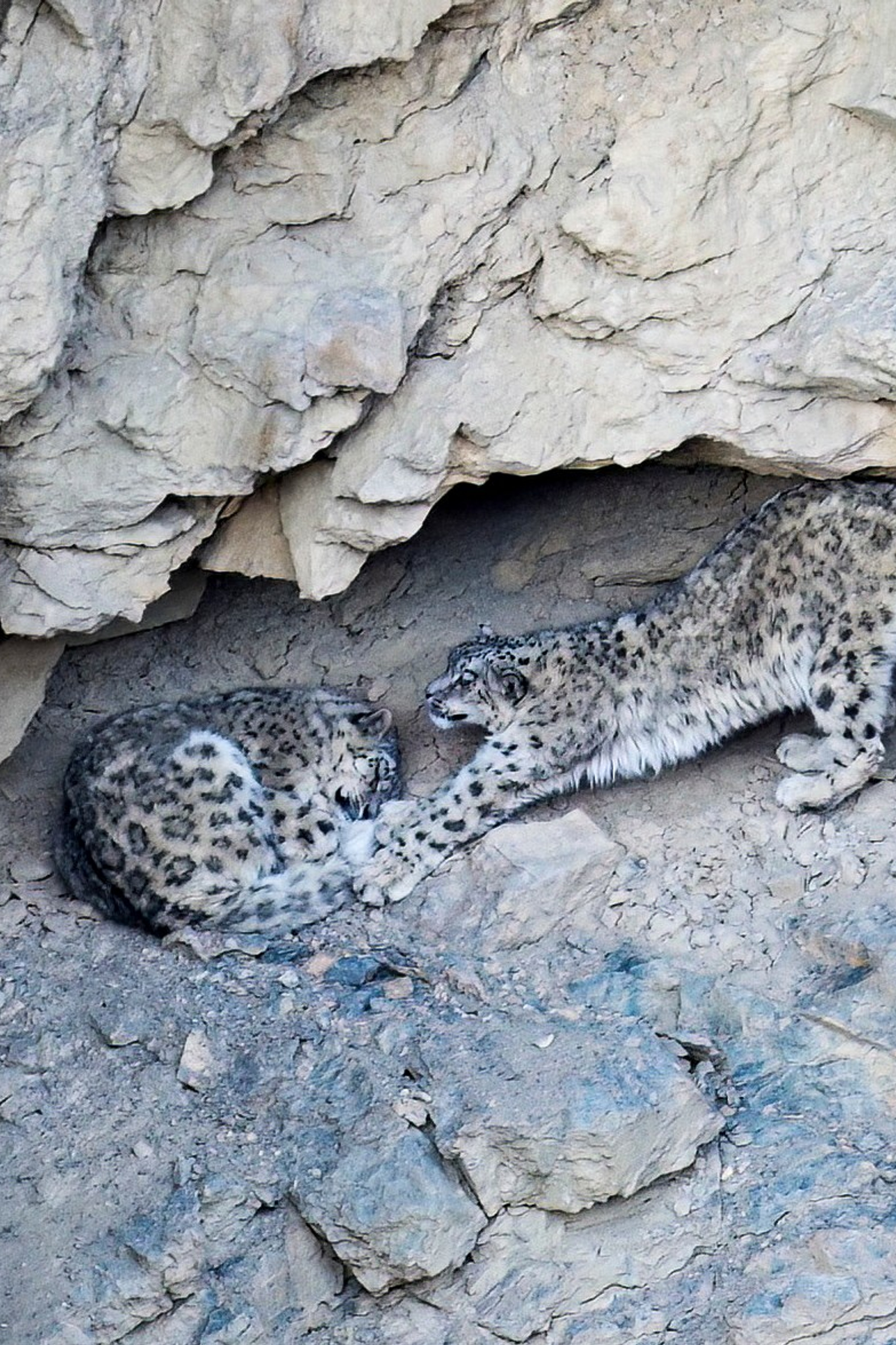 Спити, Индия