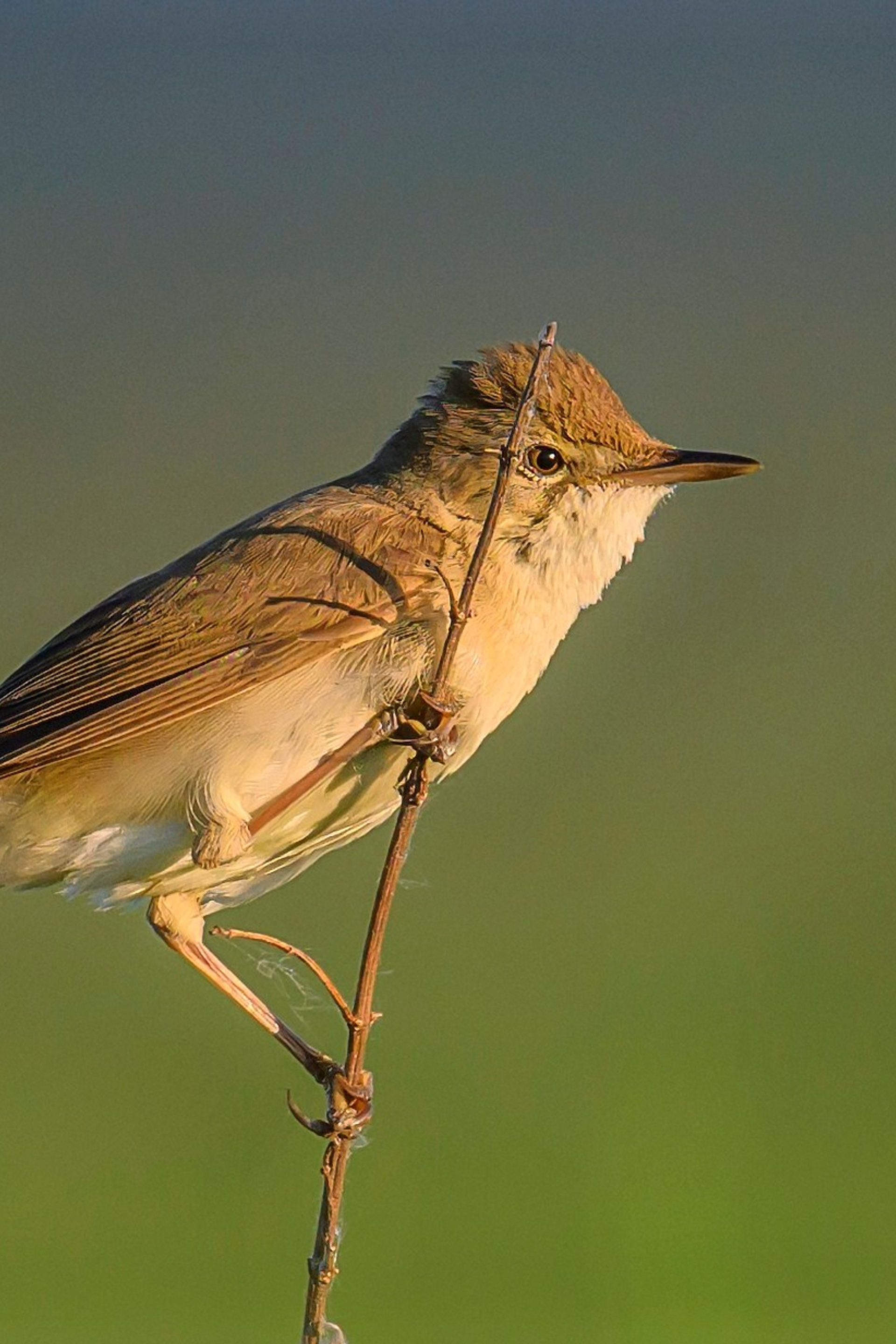 Поле с гнездами вспахали. Фотограф Сергей Пупонин