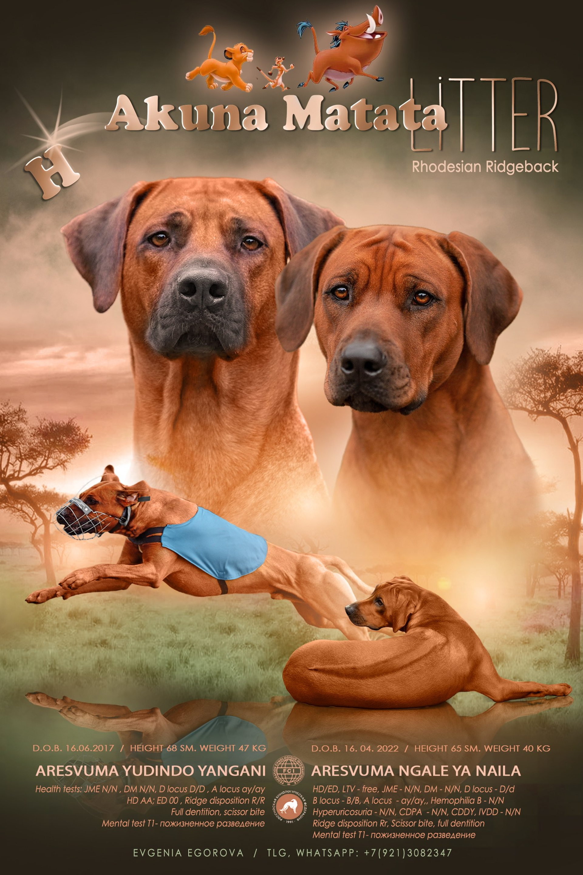 News. Родезийские Риджбеки в Санкт-Петербурге