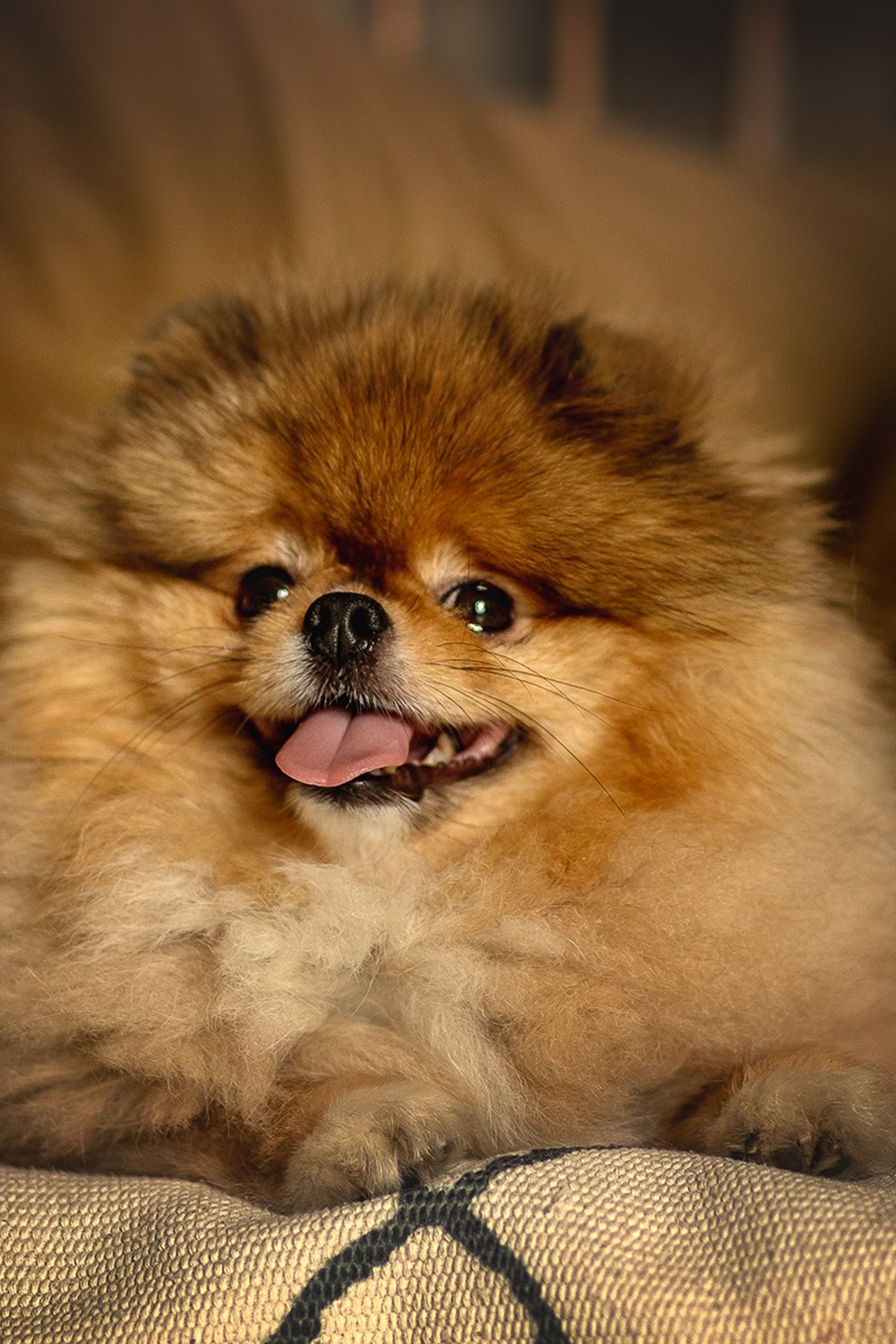 Полезное для клиента. Фотограф-анималист в Москве и Подмосковье