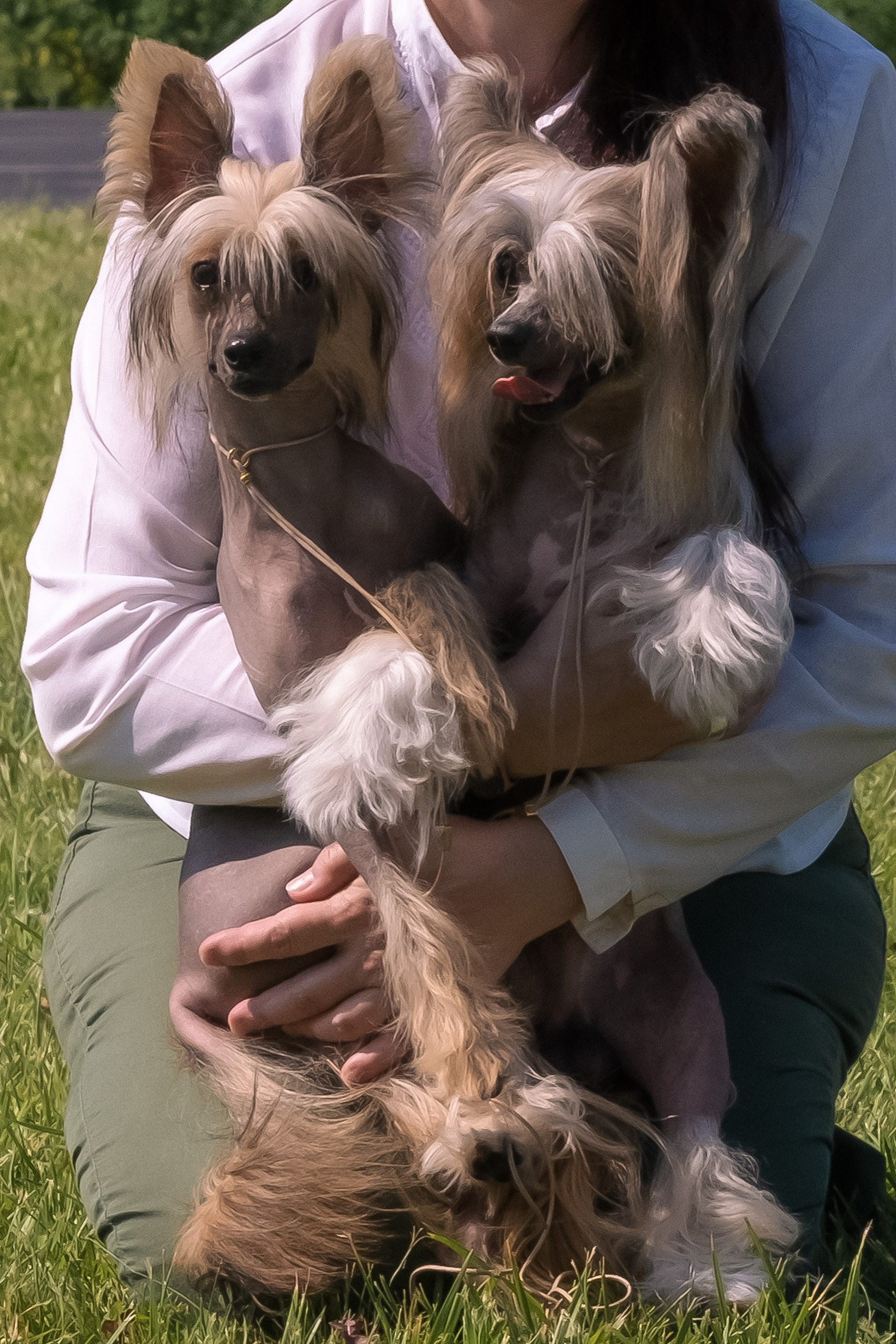 Chester became a dad. Chinese Crested Dog Kennel Poale Ell