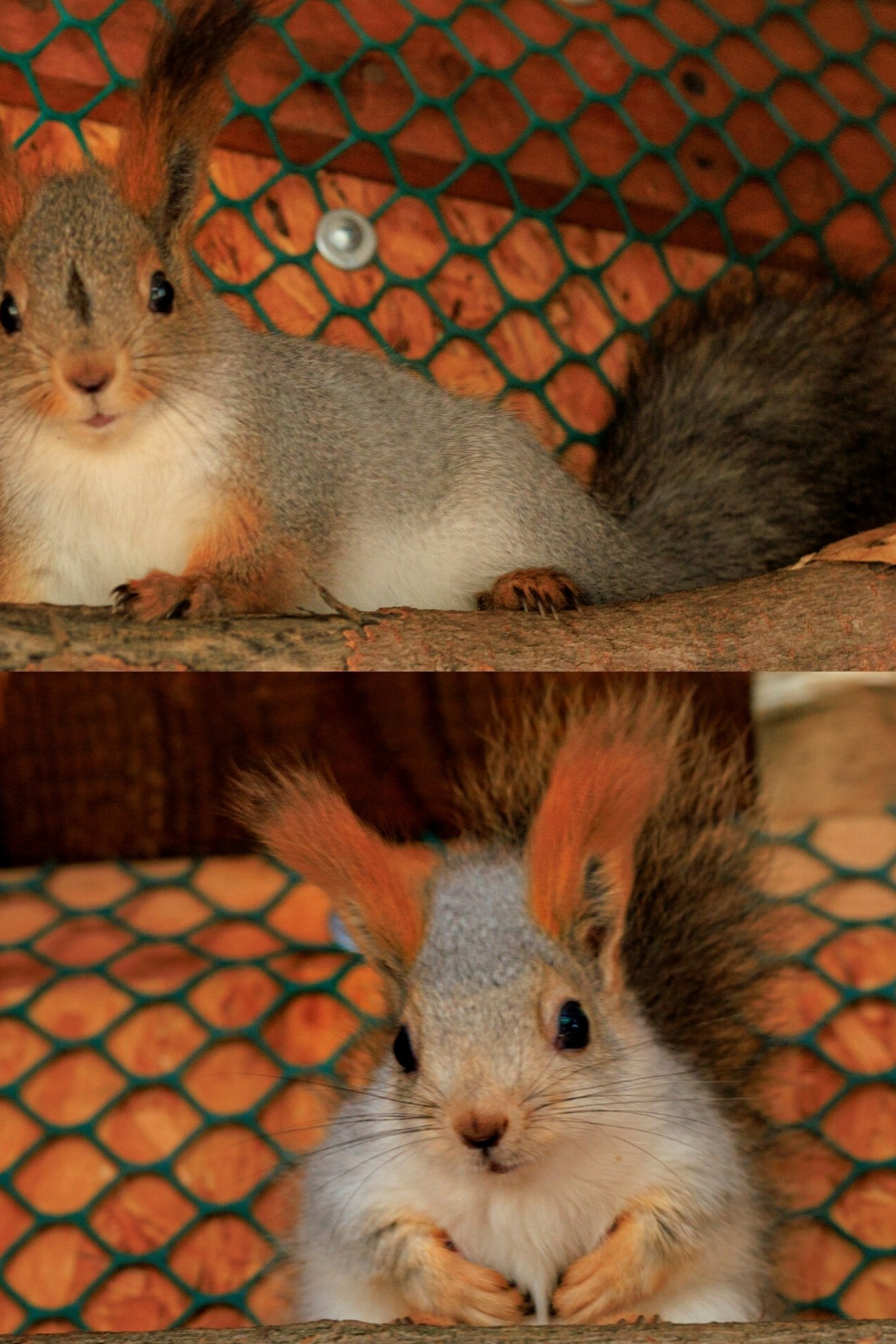 Обитатели парка Купидон. Семейный фотограф в Димитровграде Елена Патрушева