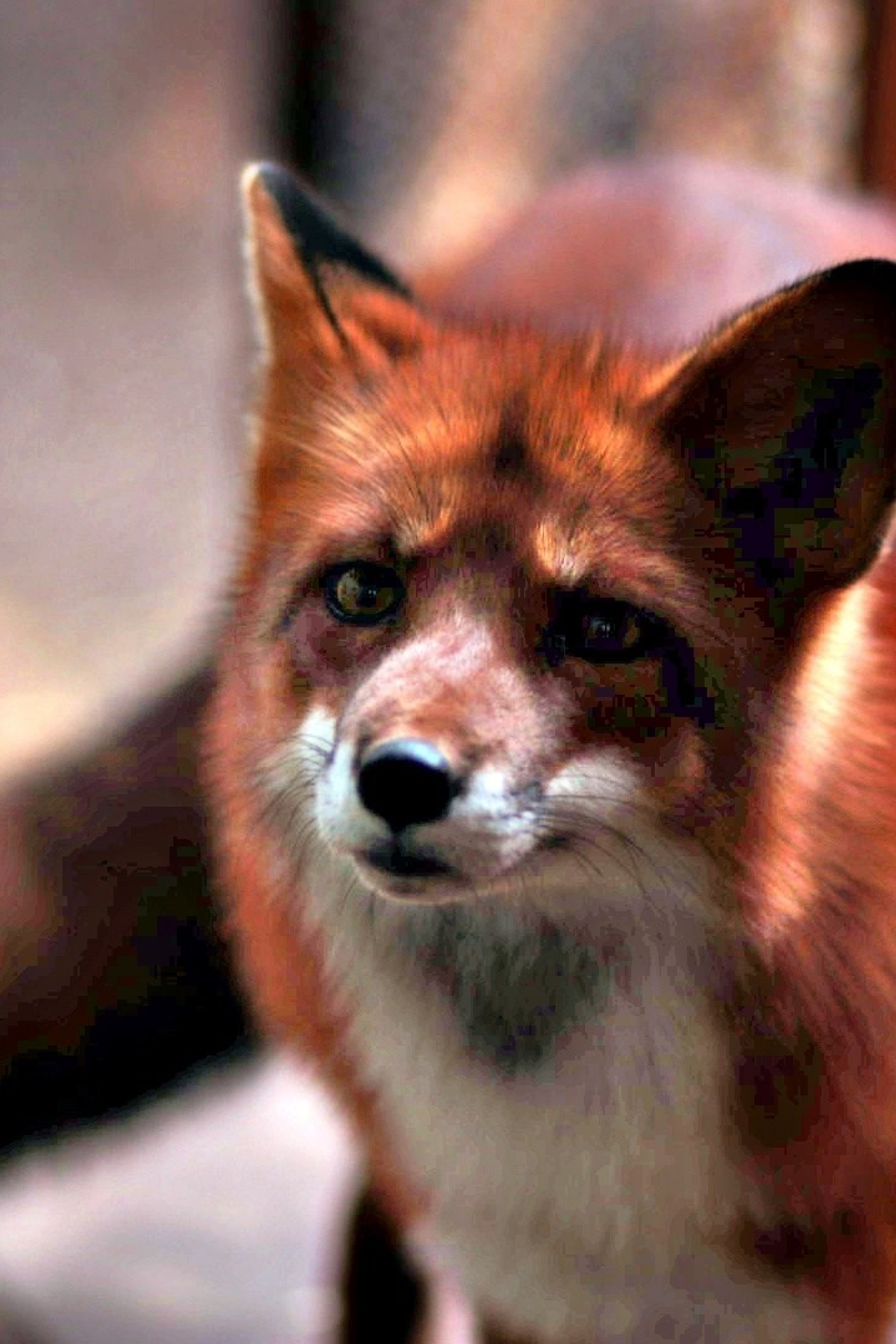 Фотосессия в парке Купидон. Семейный фотограф в Димитровграде Елена Патрушева