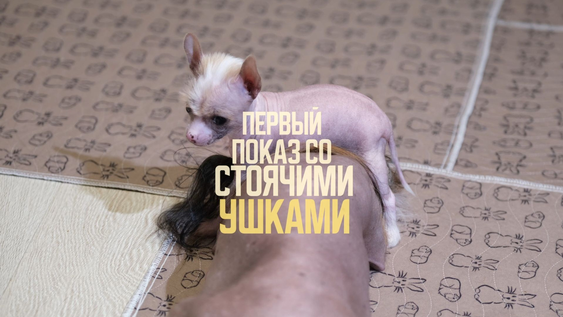 Litter D | 10/16/2025. Chinese Crested Dog: Buy a Puppy from a Kennel