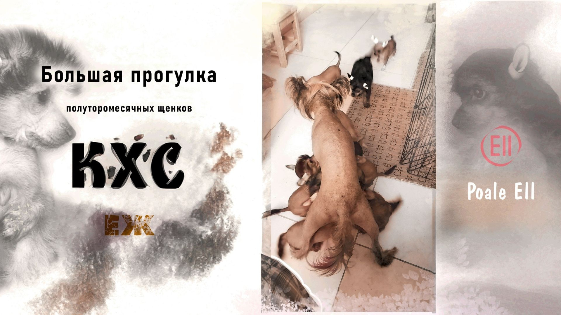 Щенки Помёт Е