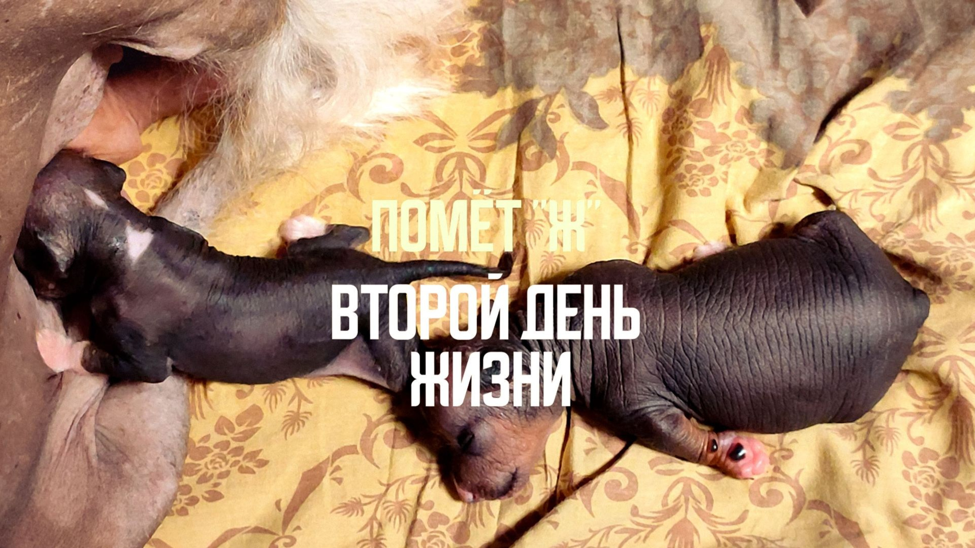 Помёт Ж | 27.07.2026