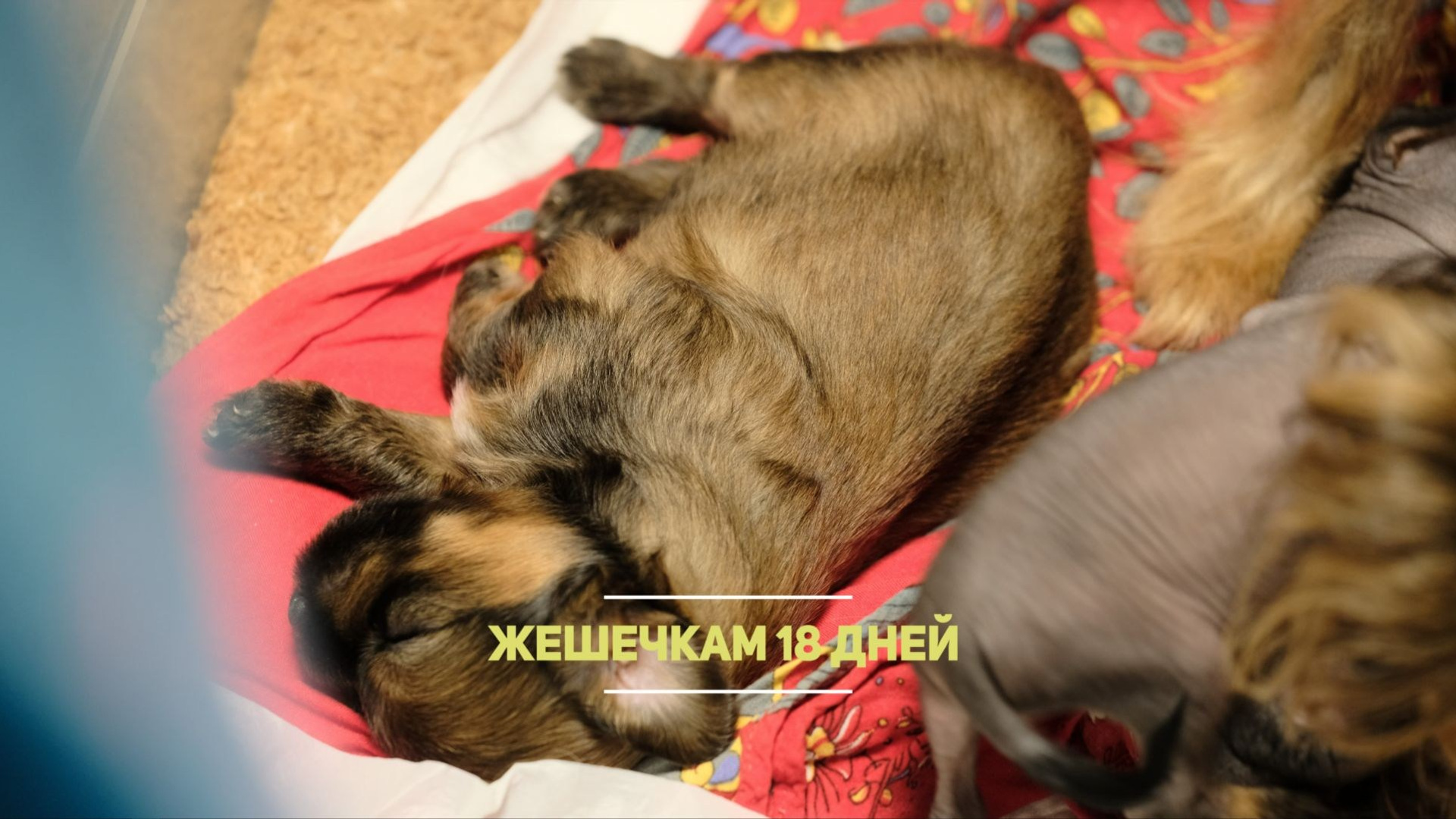 Помёт Ж | 27.07.2026
