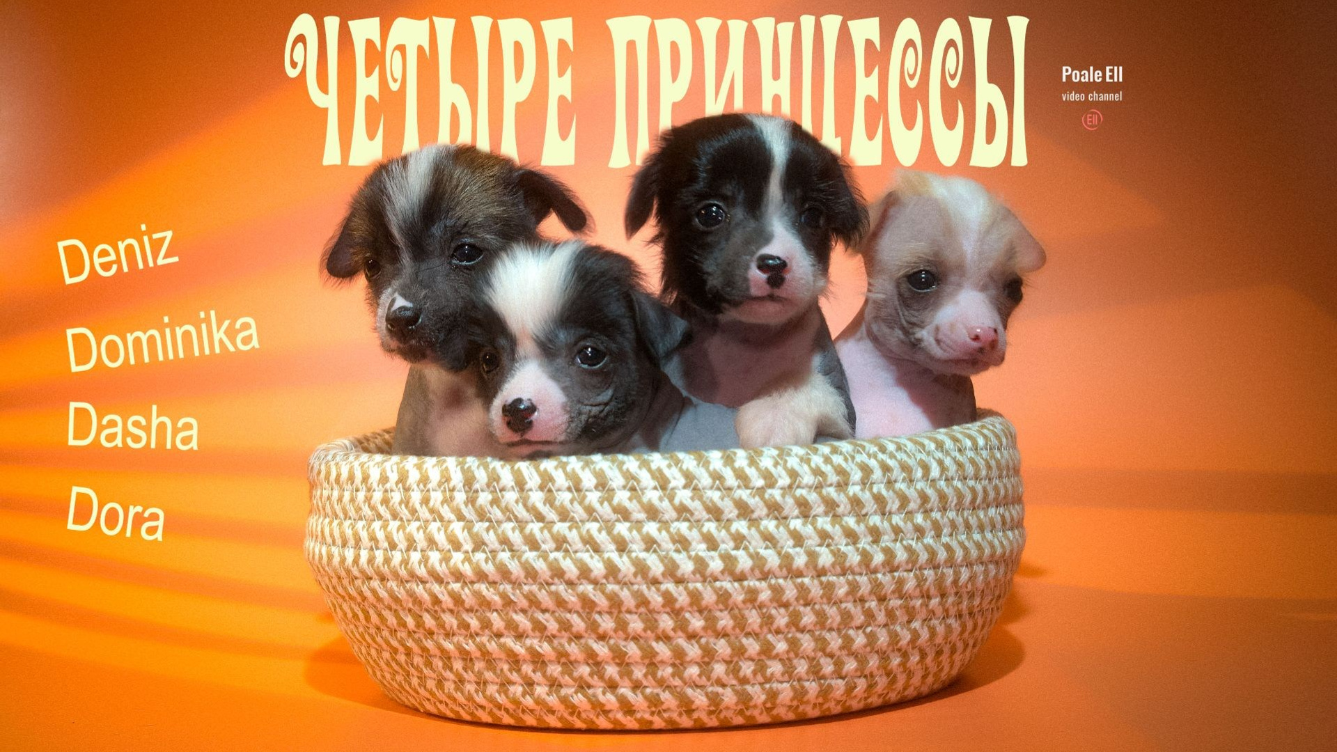 Litter D | 10/16/2025. Chinese Crested Dog: Buy a Puppy from a Kennel