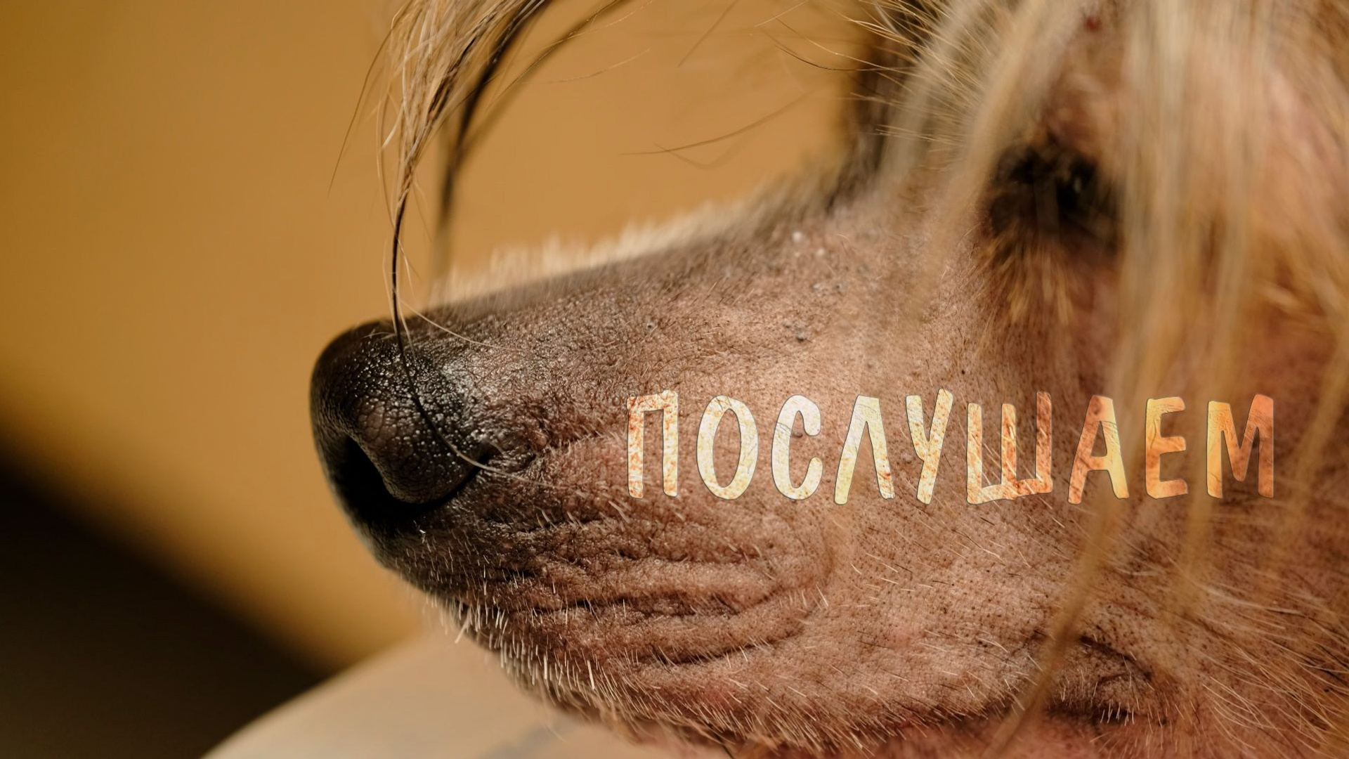 Щенки Помёт Е