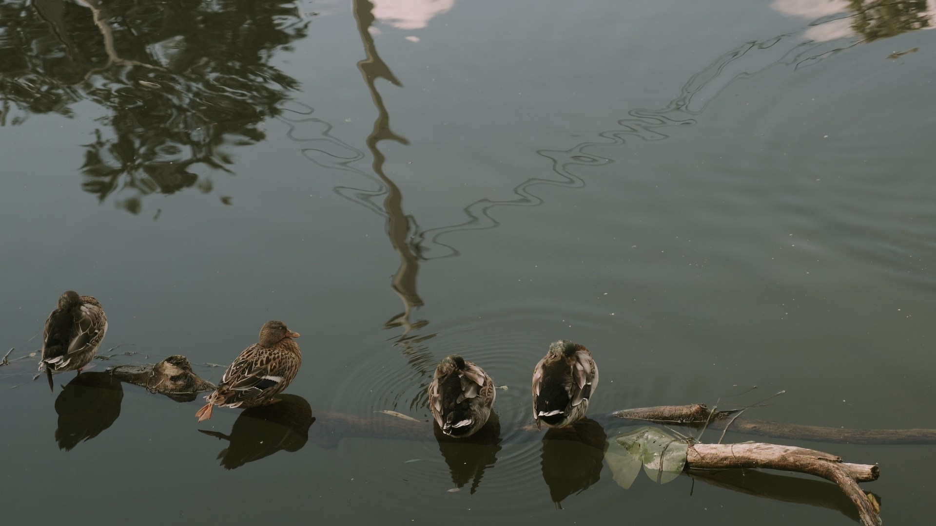 Свадебные фильмы. Фотограф/ видеограф Катя Ильина Калуга